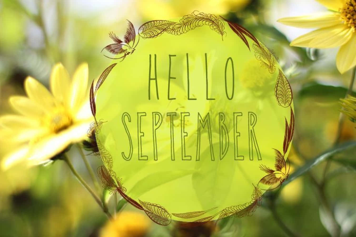 Hello September, transparent round shape, bright yellow flowers, HD Desktop Wallpaper