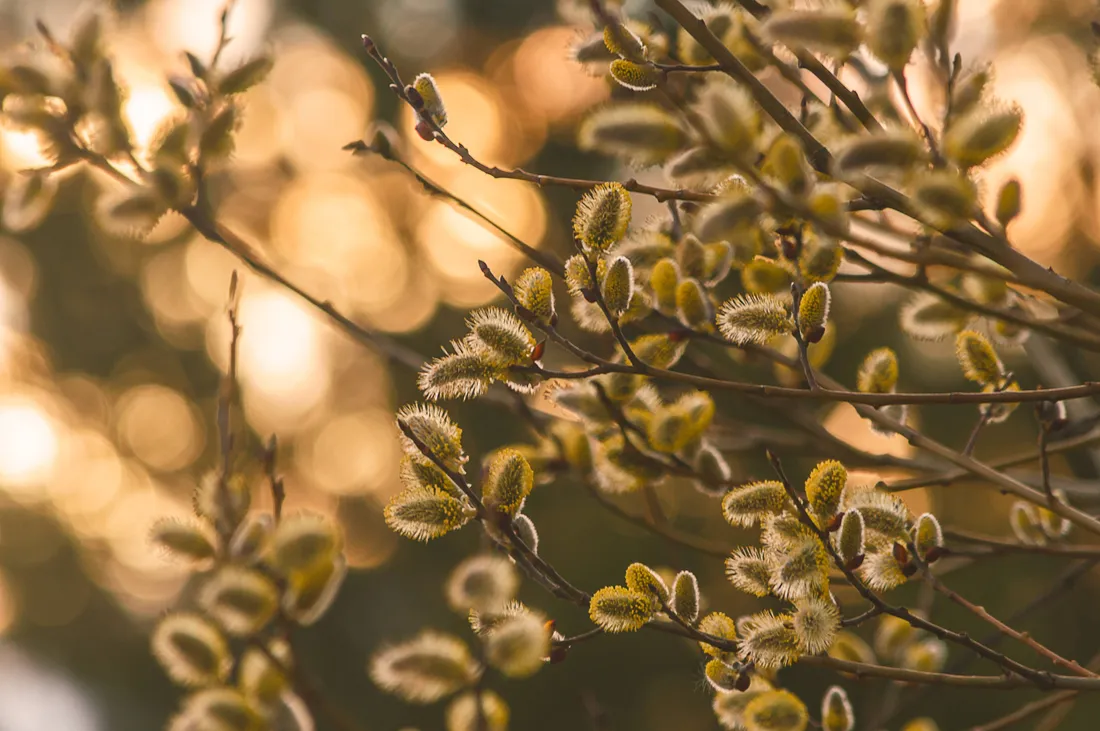 Hello Spring