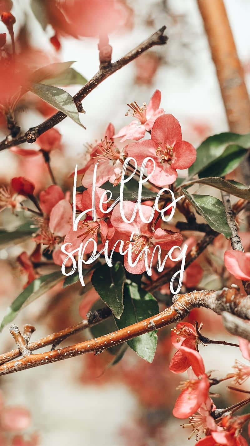 Hello spring, soft pink blossoms, fresh green leaves, HD Phone Wallpaper
