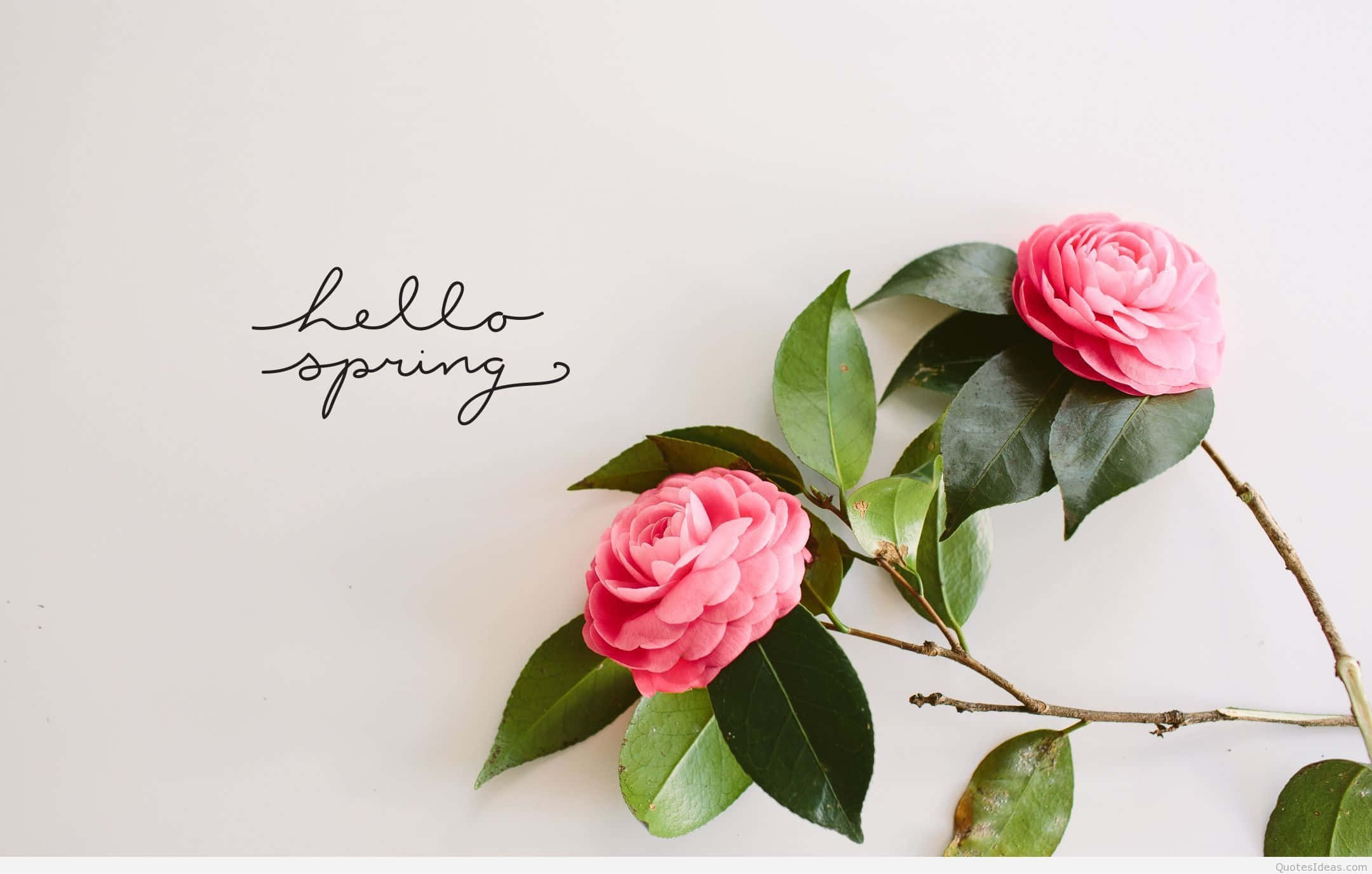 Hello Spring, camellia flowers, vibrant pink, Full HD Desktop Wallpaper