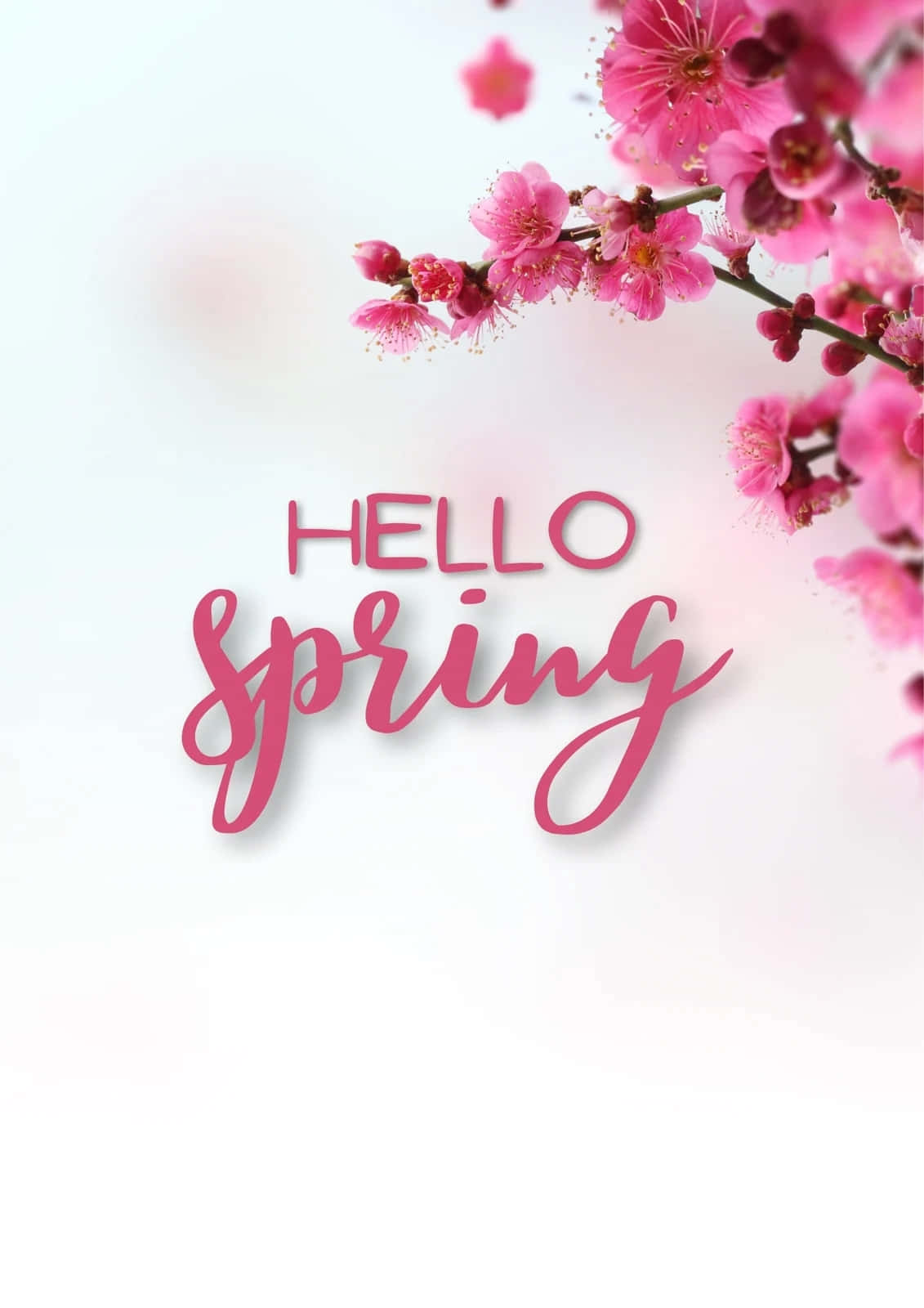 Hello Spring, pink cherry blossoms, soft pink script, HD Phone Wallpaper