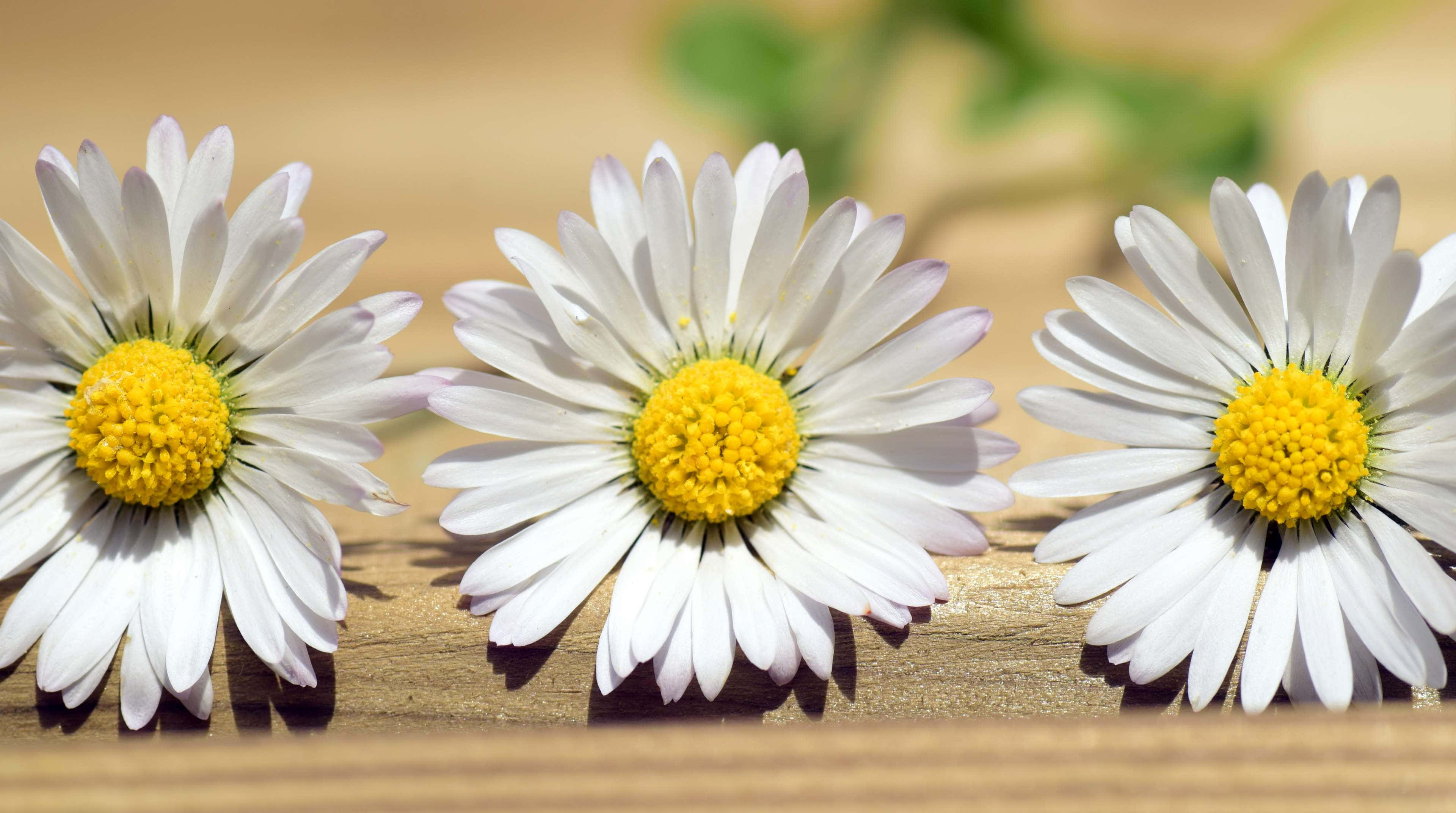 daisies, yellow centers, warm wooden surface, 4K Desktop Wallpaper