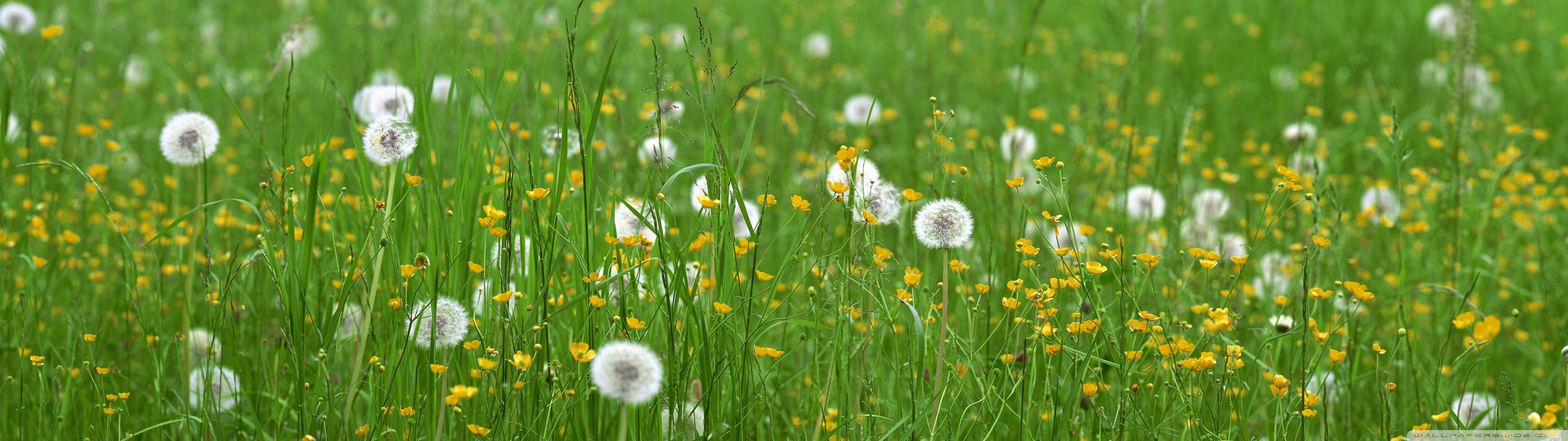 spring dual screen, green grass, white dandelion fluff, 4K Desktop Wallpaper