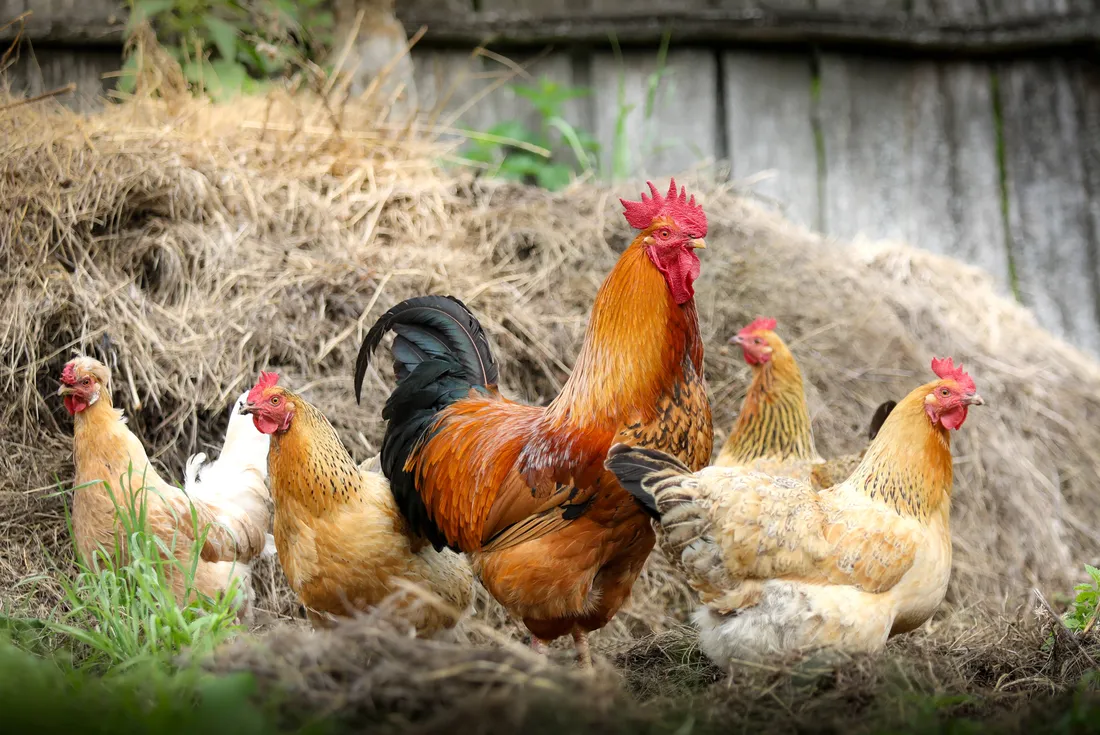 Hen
