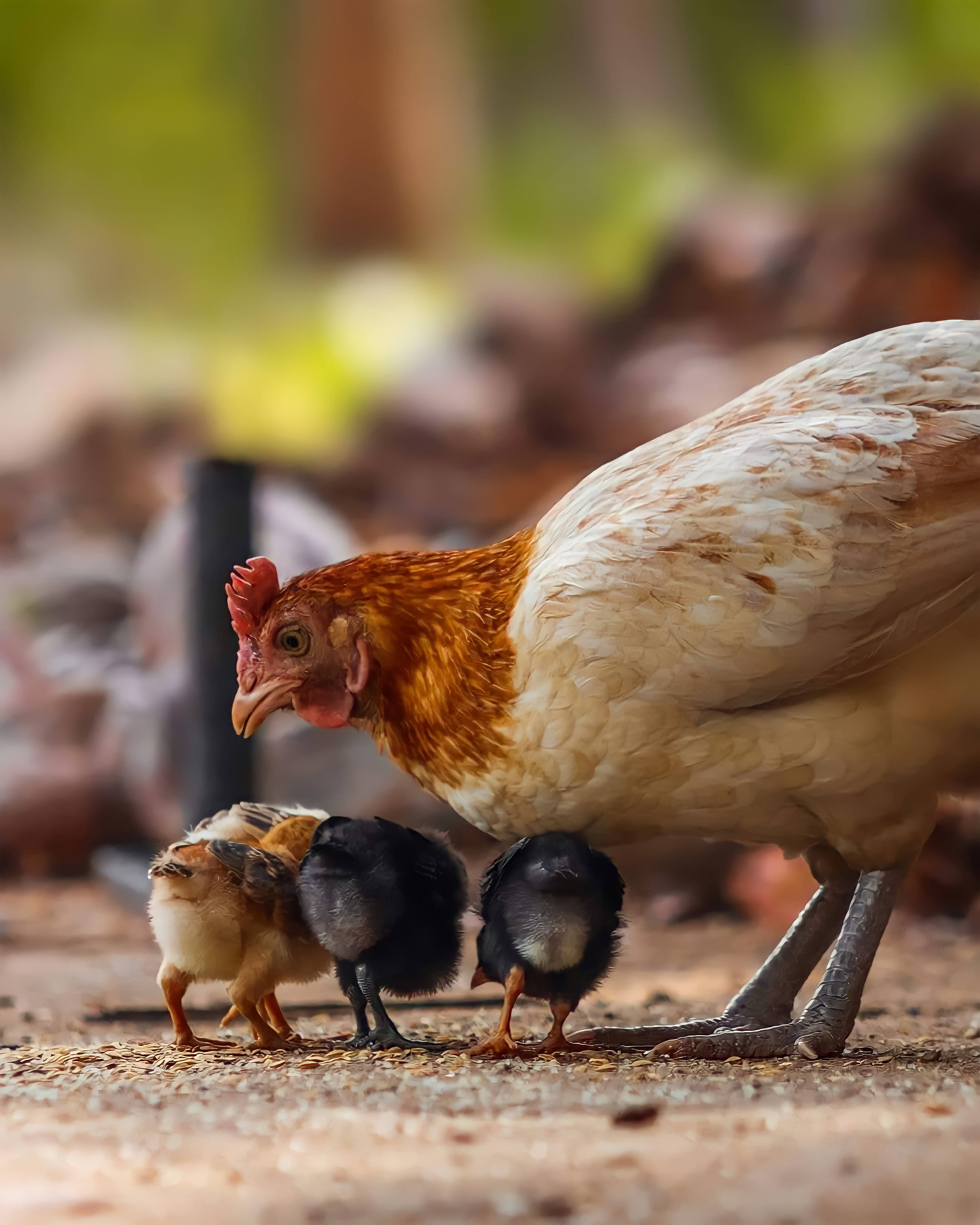 hen, chicks, dirt ground, 4K Phone Wallpaper