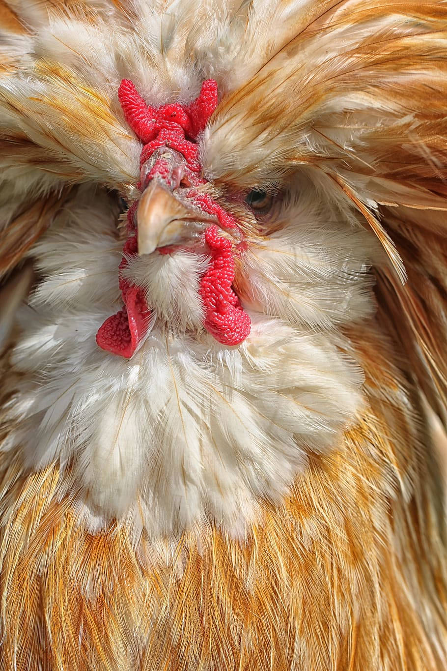 hen, fluffy chicken, vibrant red comb, HD Phone Wallpaper