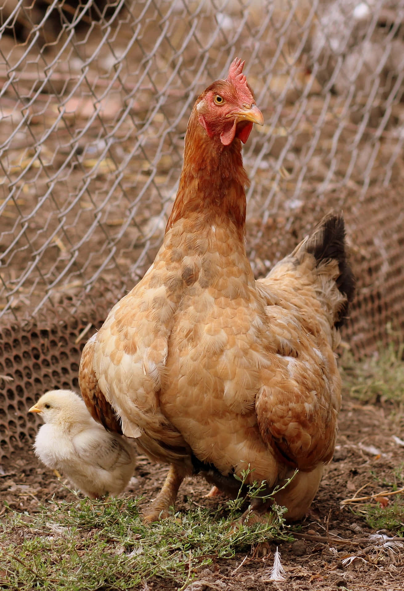 hen, chick, chain-link fence, Full HD Phone Wallpaper