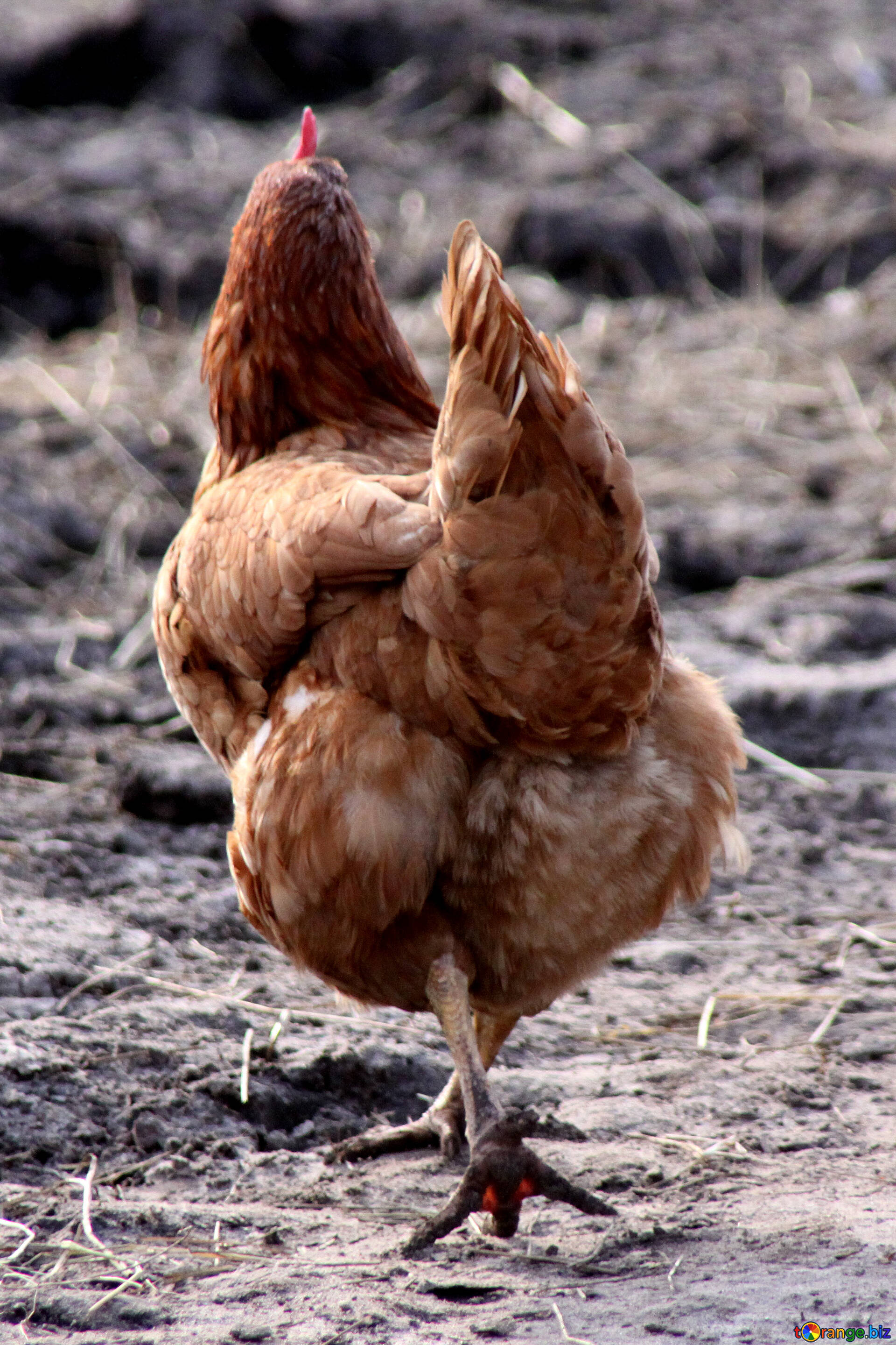 brown hen, muddy earth, dry grass, 2K Phone Wallpaper