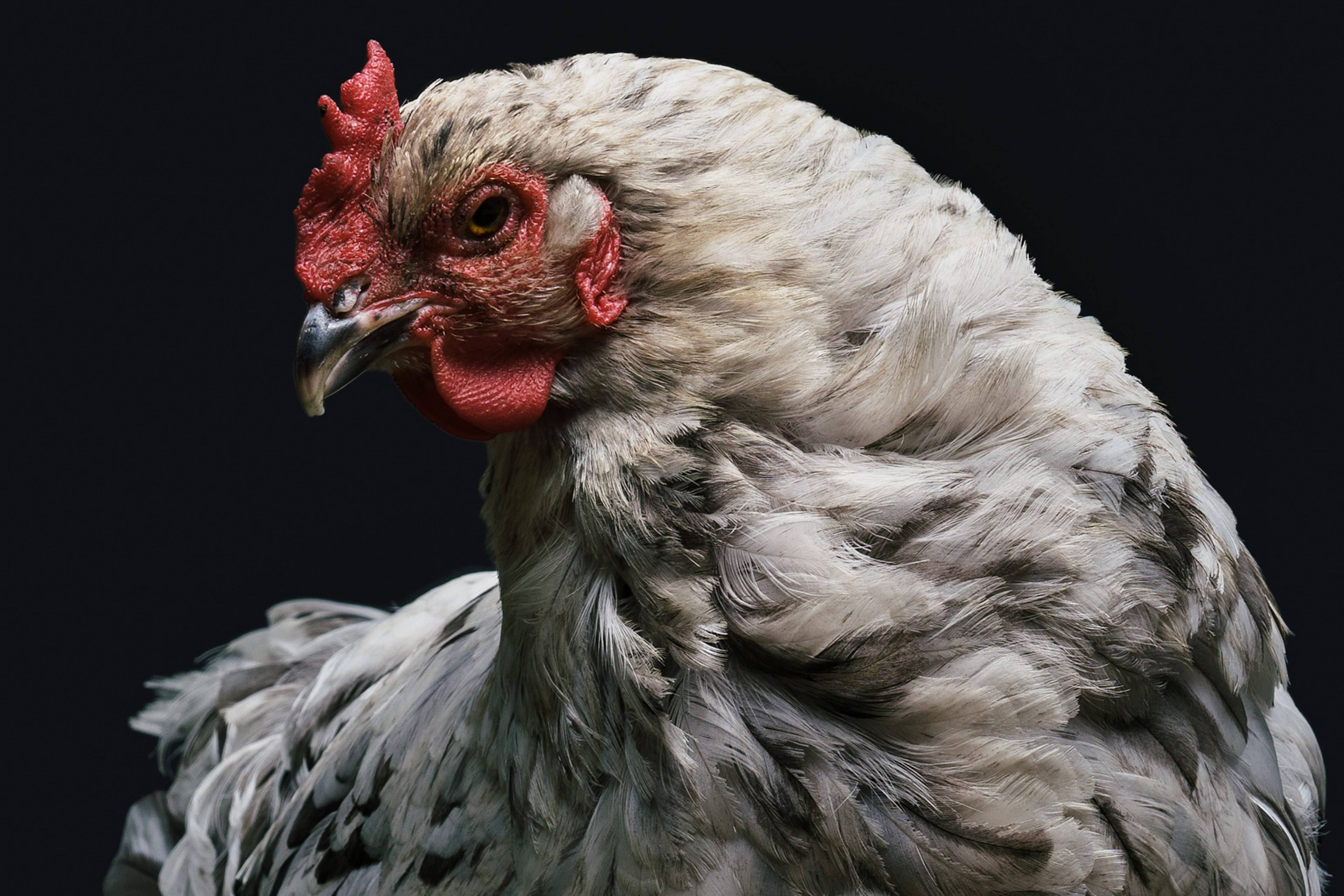 gray hen, red comb, wattles, 4K Desktop Wallpaper