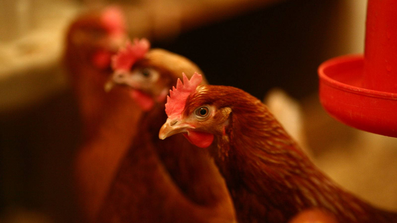 brown chicken, red comb, red feeder, HD Desktop Wallpaper