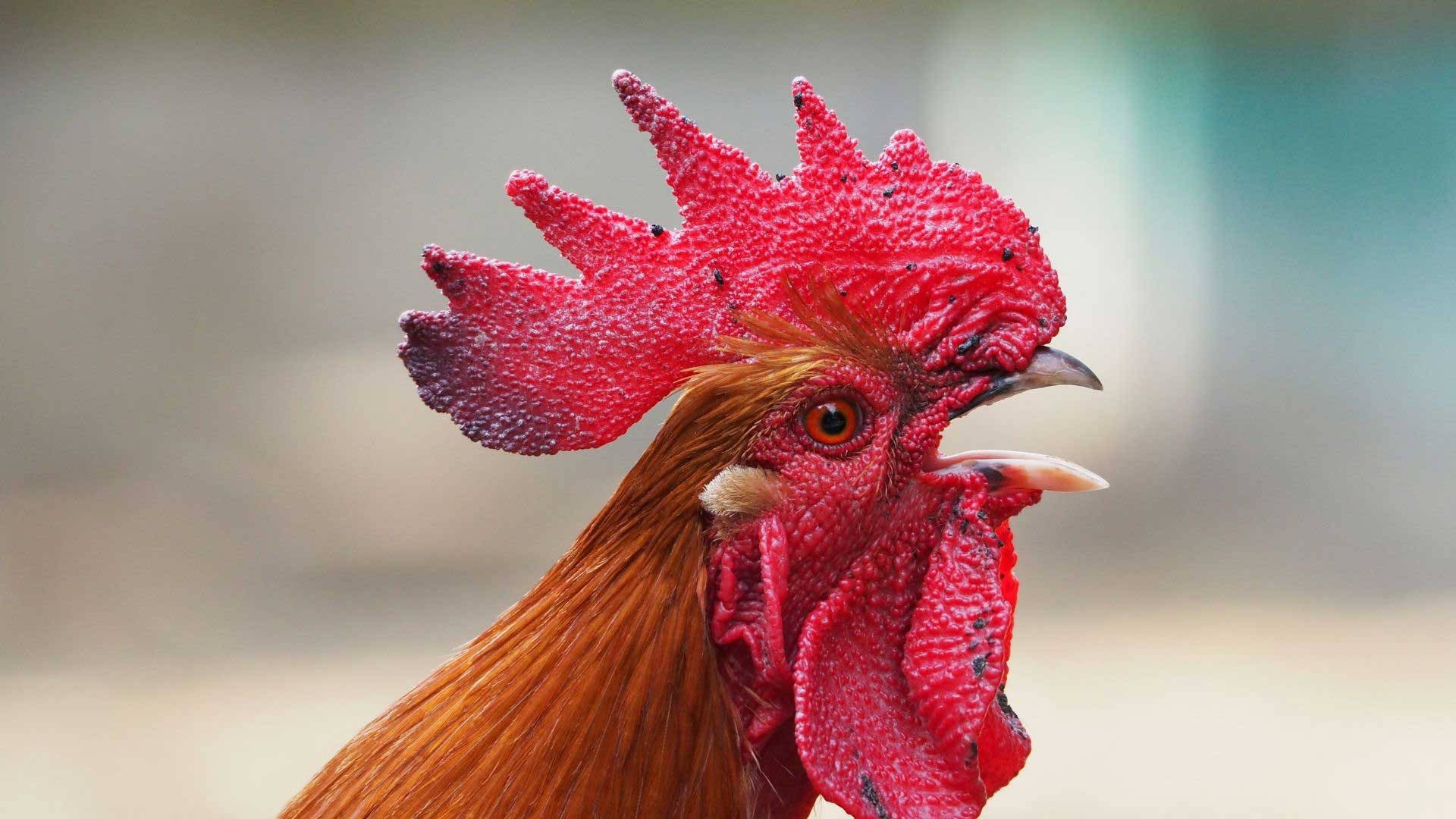 red hen, rooster, vibrant red comb, Full HD Desktop Wallpaper