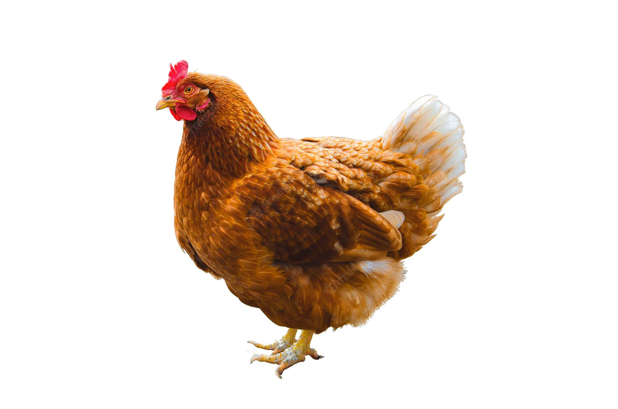 fluffy hen, brown hen, red comb, Full HD Desktop Wallpaper