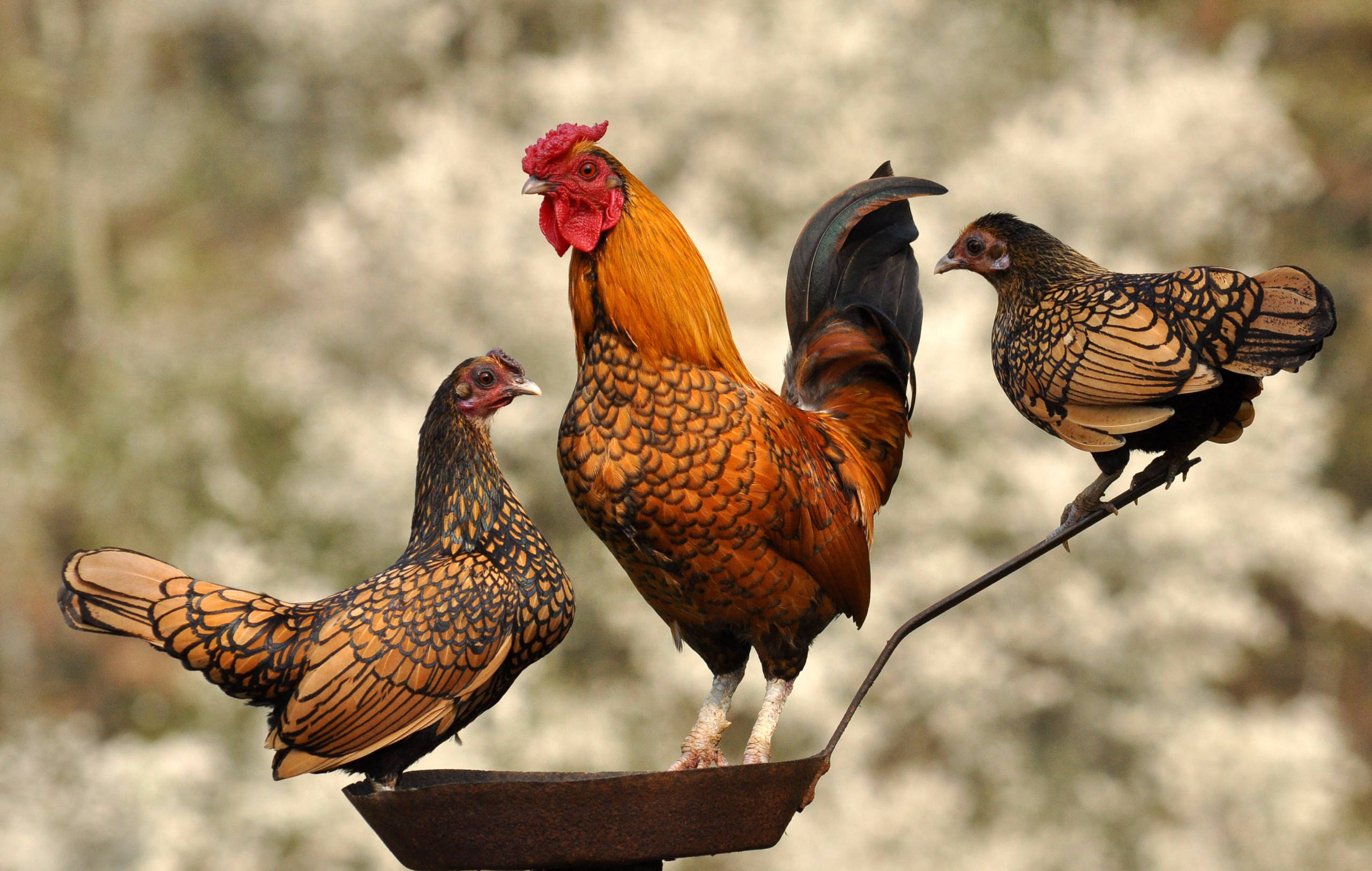 hen, rooster, golden and black speckled feathers, 2K Desktop Wallpaper