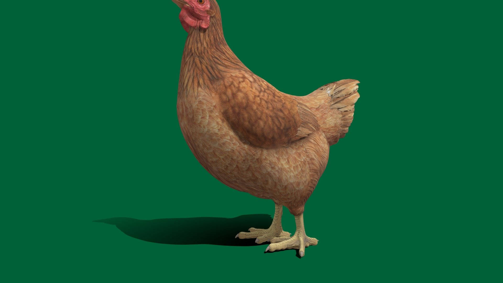 Hen, green, brown chicken, Full HD Desktop Wallpaper