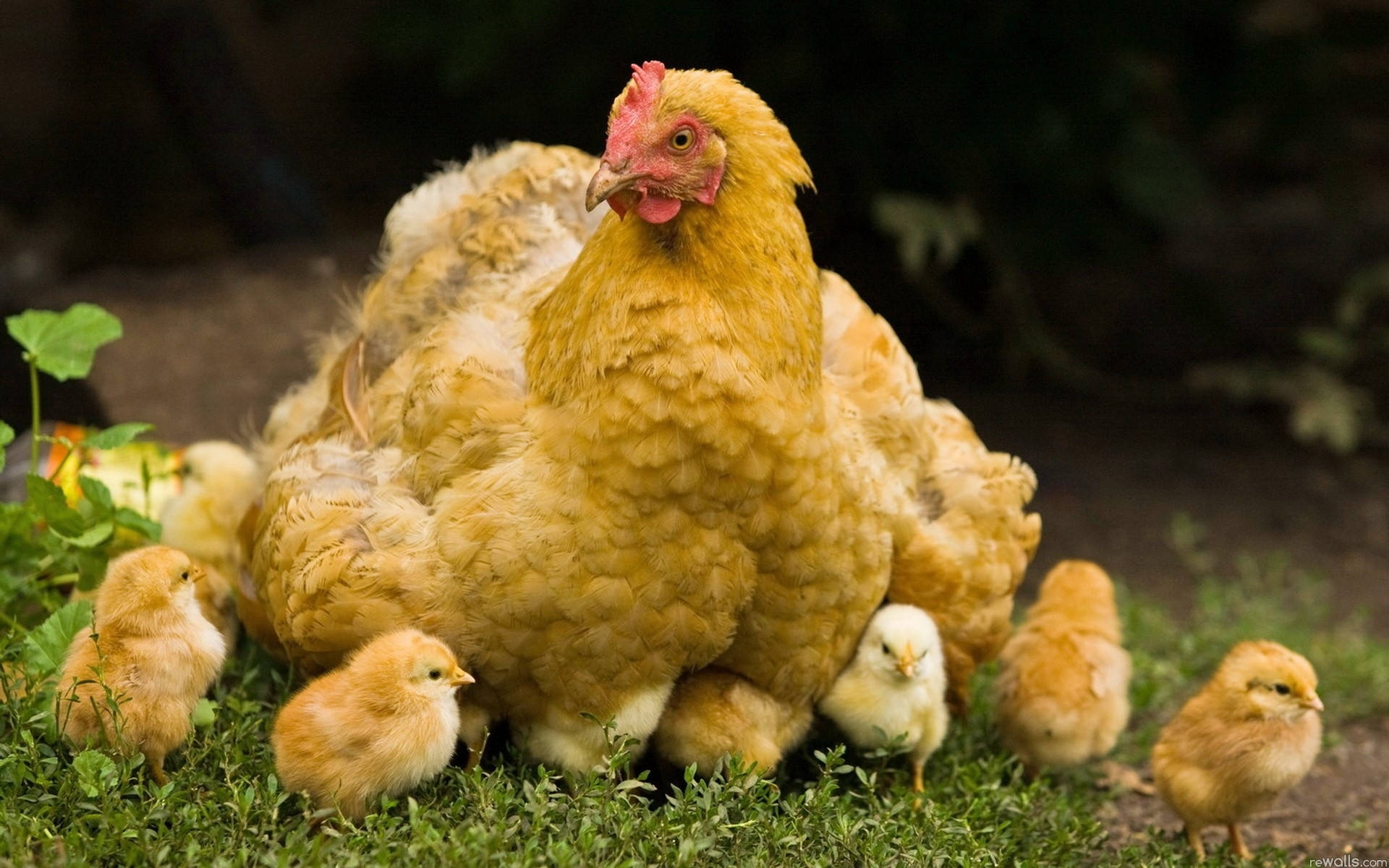 hen, chicks, golden hen, Full HD Desktop Wallpaper