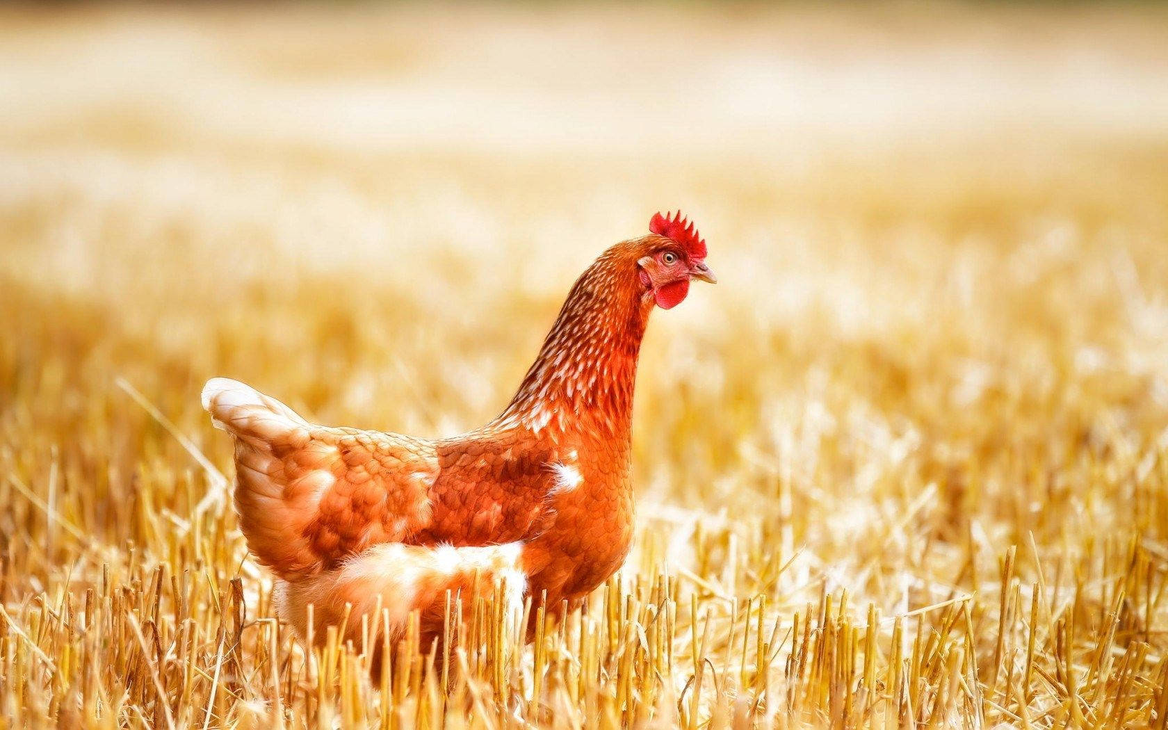 hen, grassfield, brown hen, HD Desktop Wallpaper