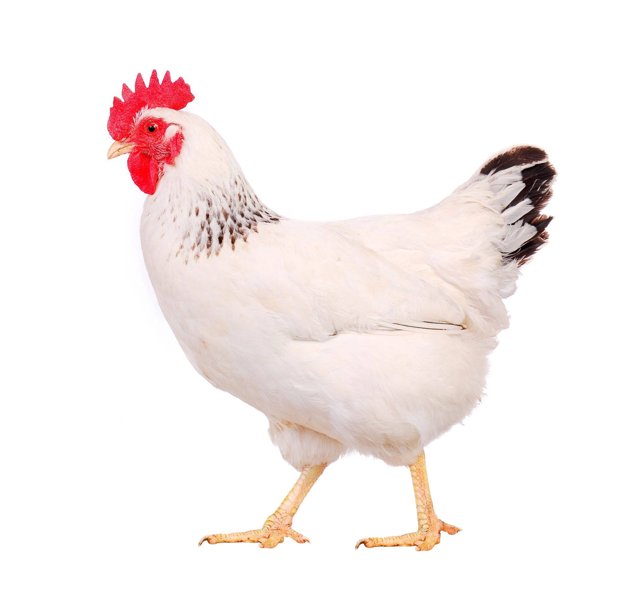 Hen, white chicken, bright red comb, Full HD Desktop Wallpaper