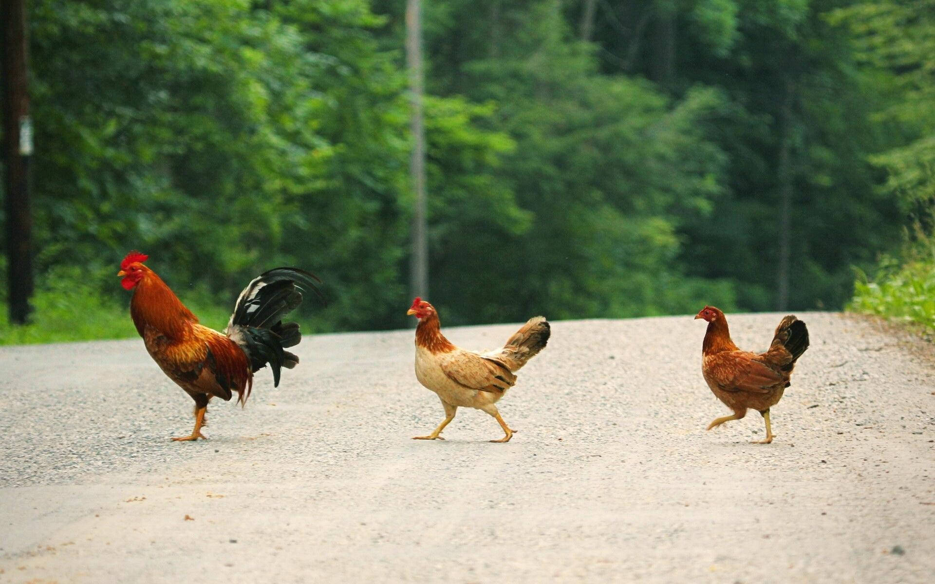 Hen, rooster, gravel road, Full HD Desktop Wallpaper