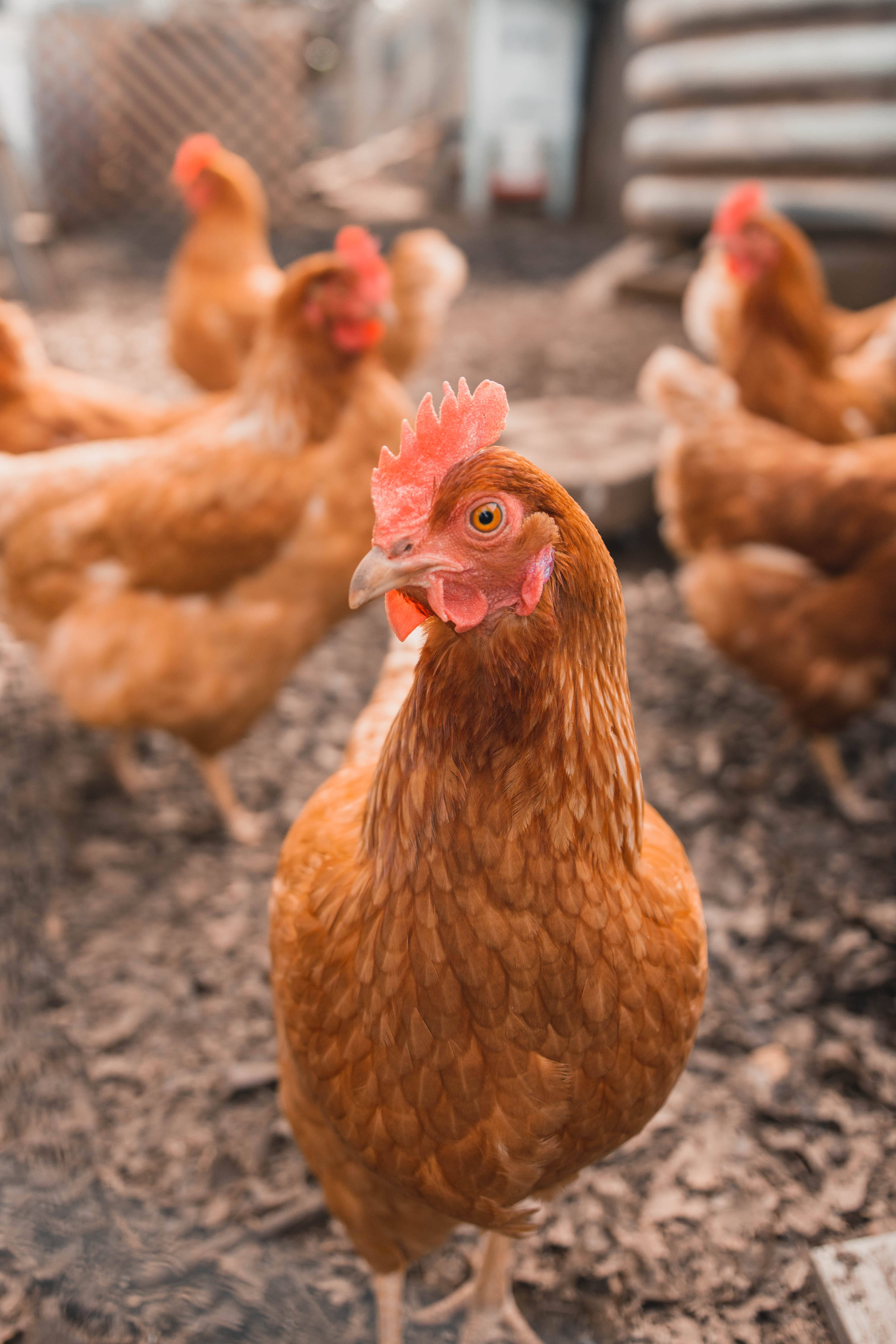 caramel hen, brown hen, bright red comb, 4K Phone Wallpaper