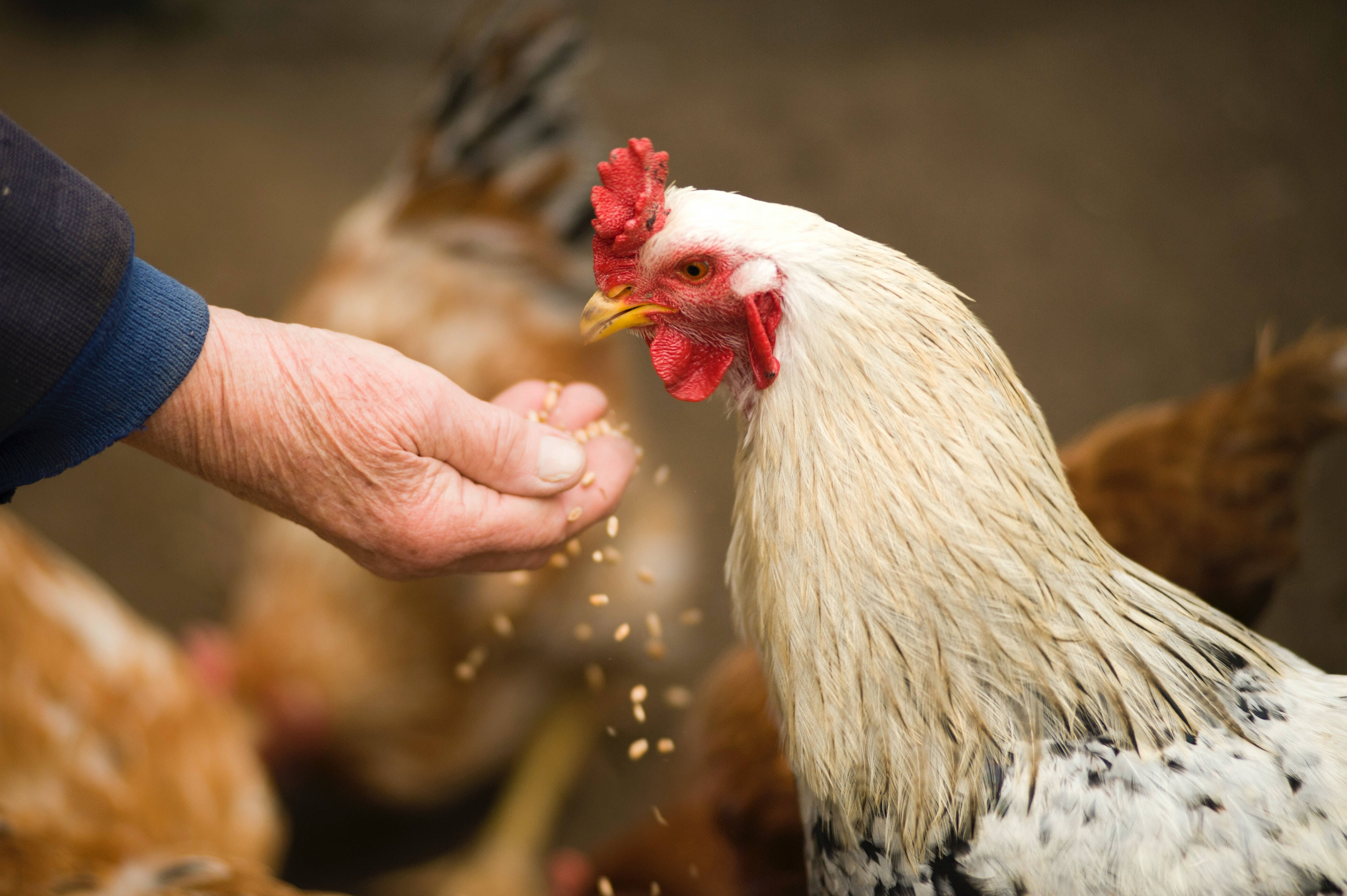 rooster, white and black speckled, bright red comb, 4K Desktop Wallpaper