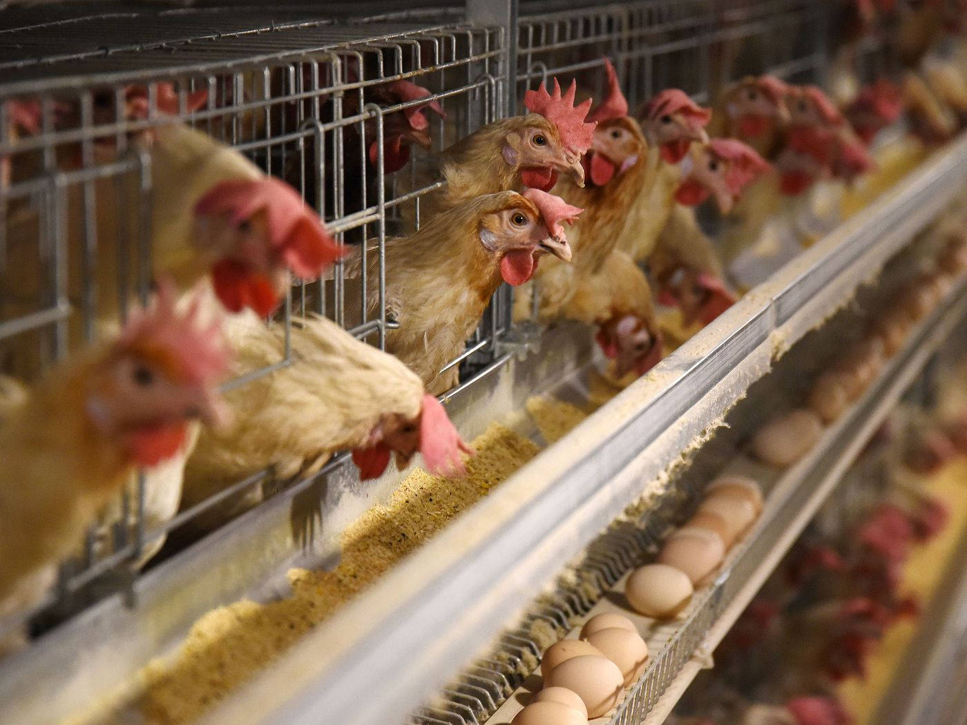 poultry hen, chickens, wire cages, HD Desktop Wallpaper