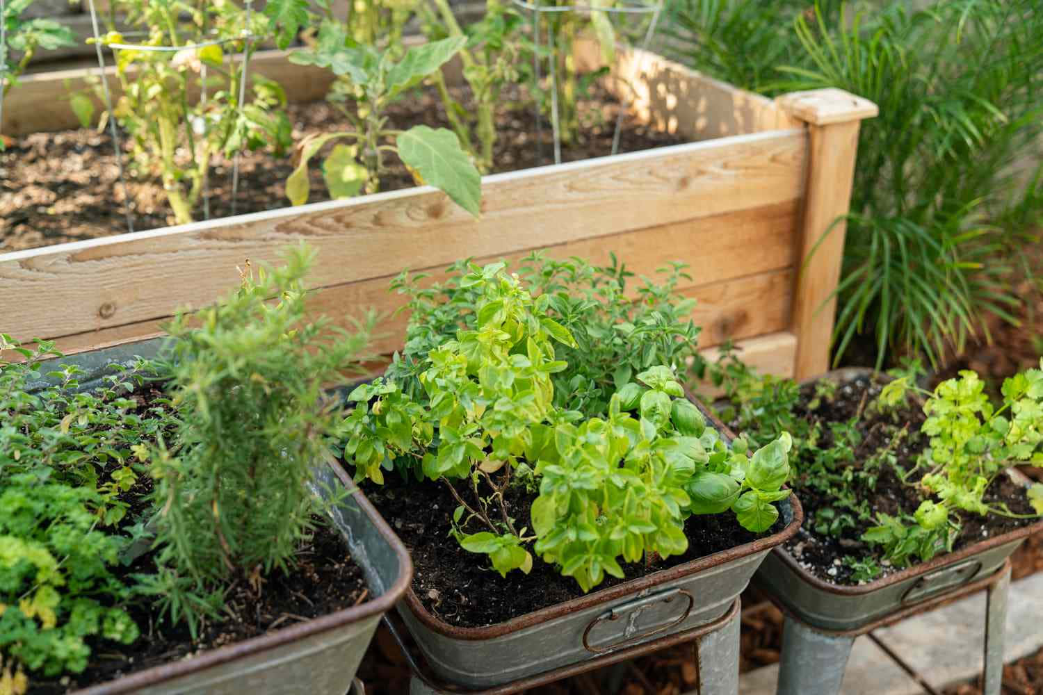 Herb Garden, galvanized metal containers, wooden raised garden bed, HD Desktop Wallpaper