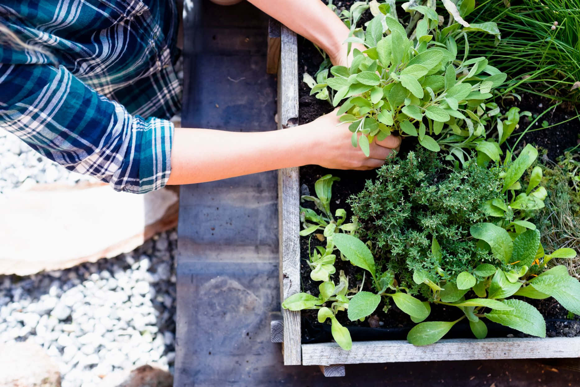 herb garden, wooden raised garden bed, gravel, HD Desktop Wallpaper