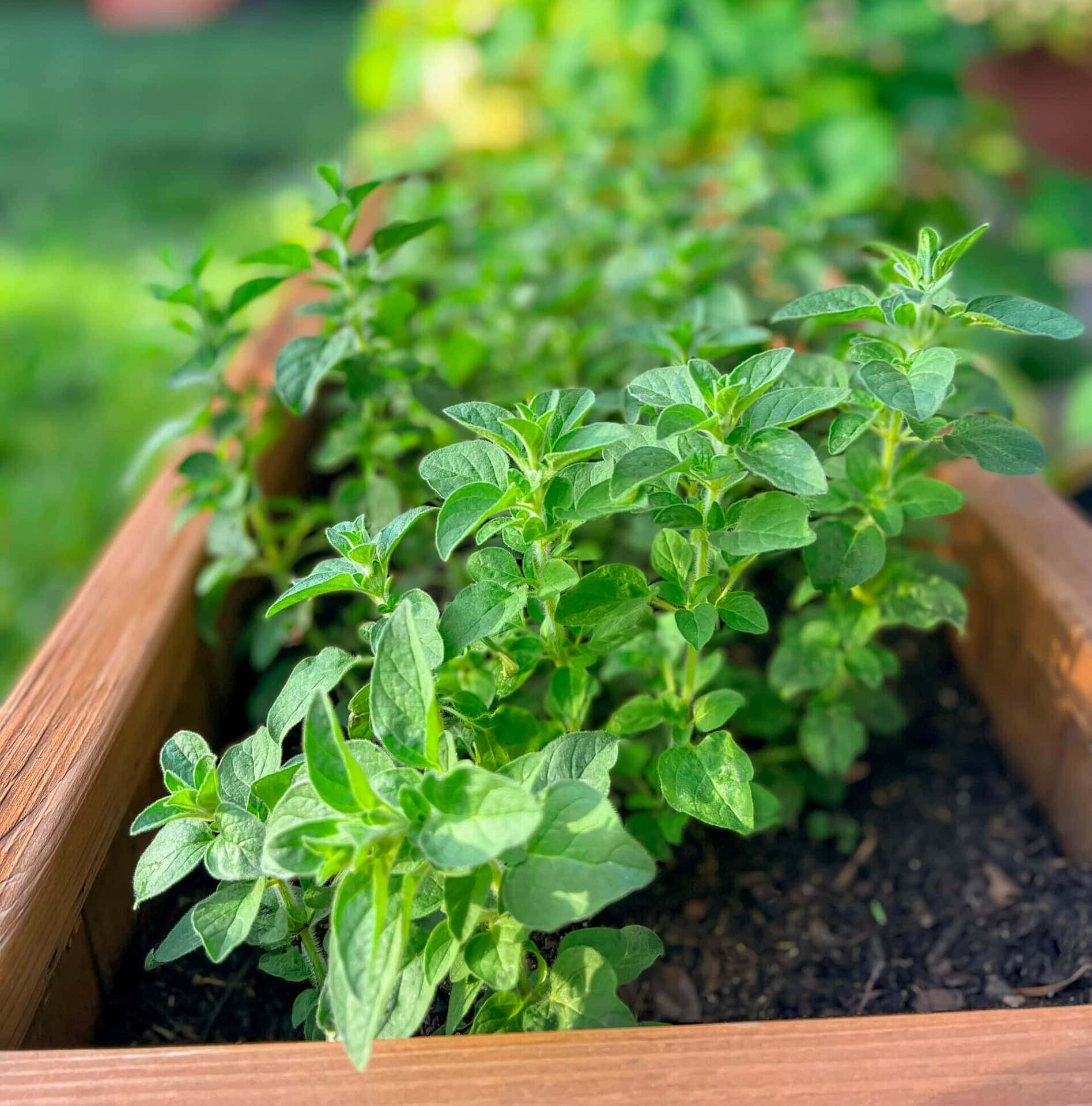 herb garden, 1895 x 1920, oregano, Full HD Phone Wallpaper
