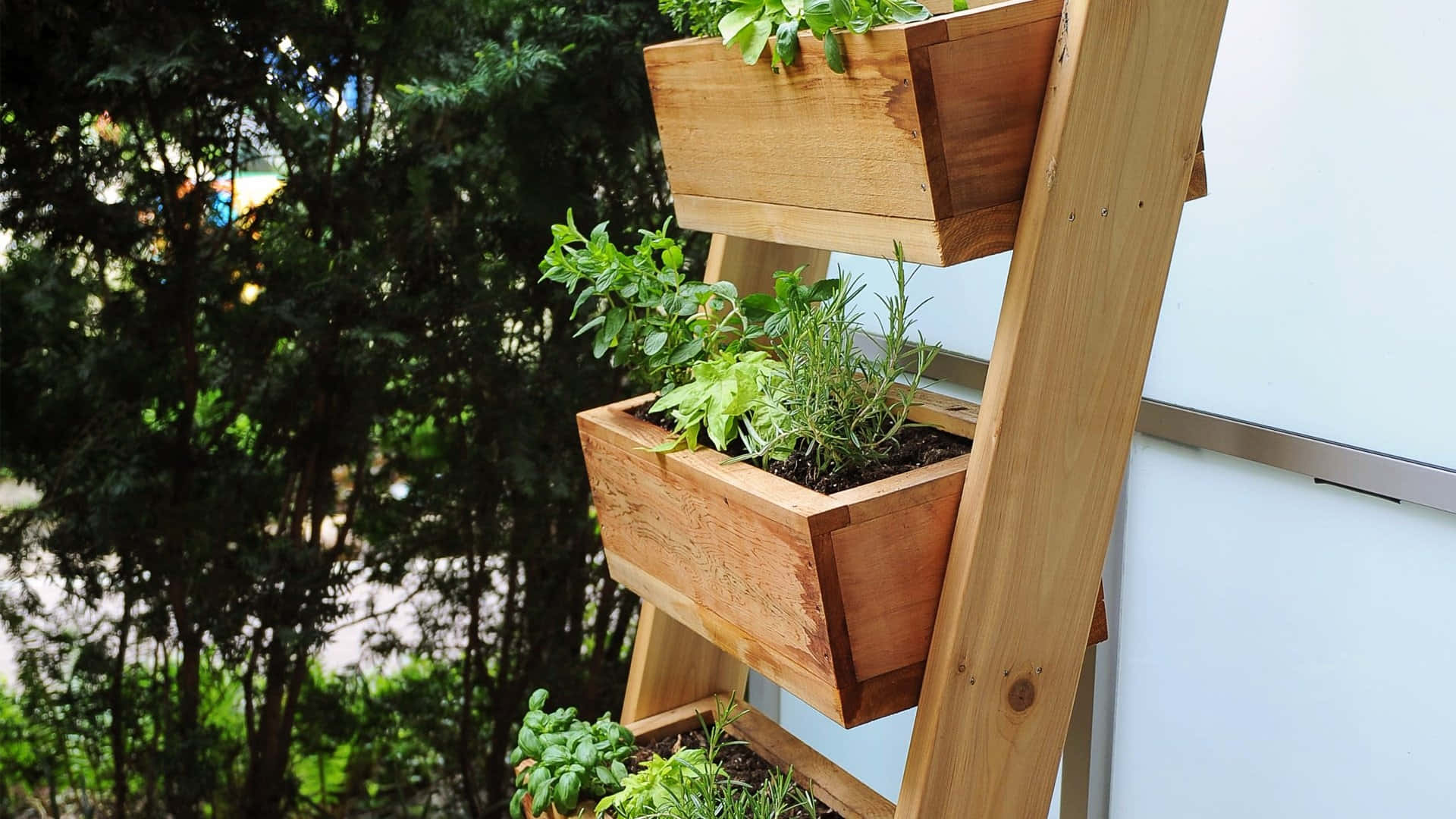 Herb Garden, wooden tiered planter, lush green herbs, Full HD Desktop Wallpaper