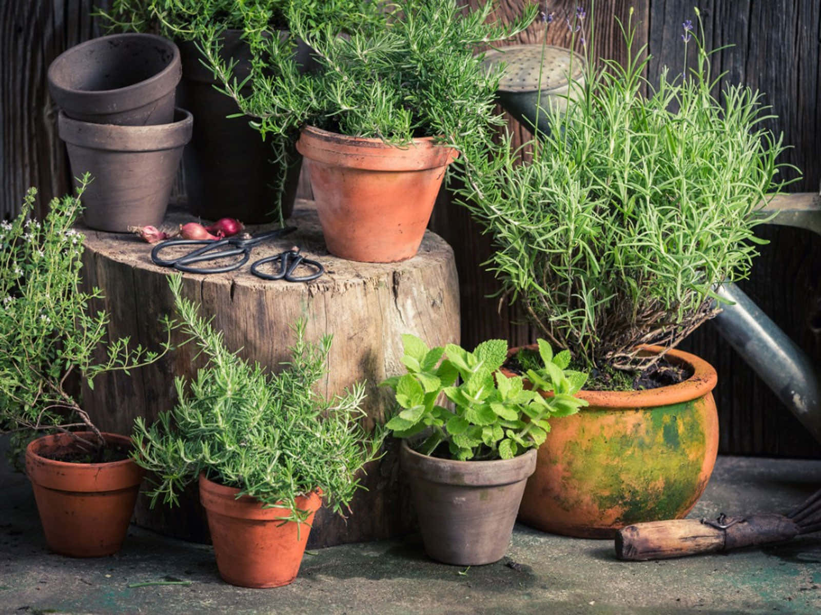 Herb Garden, rosemary, mint, HD Desktop Wallpaper