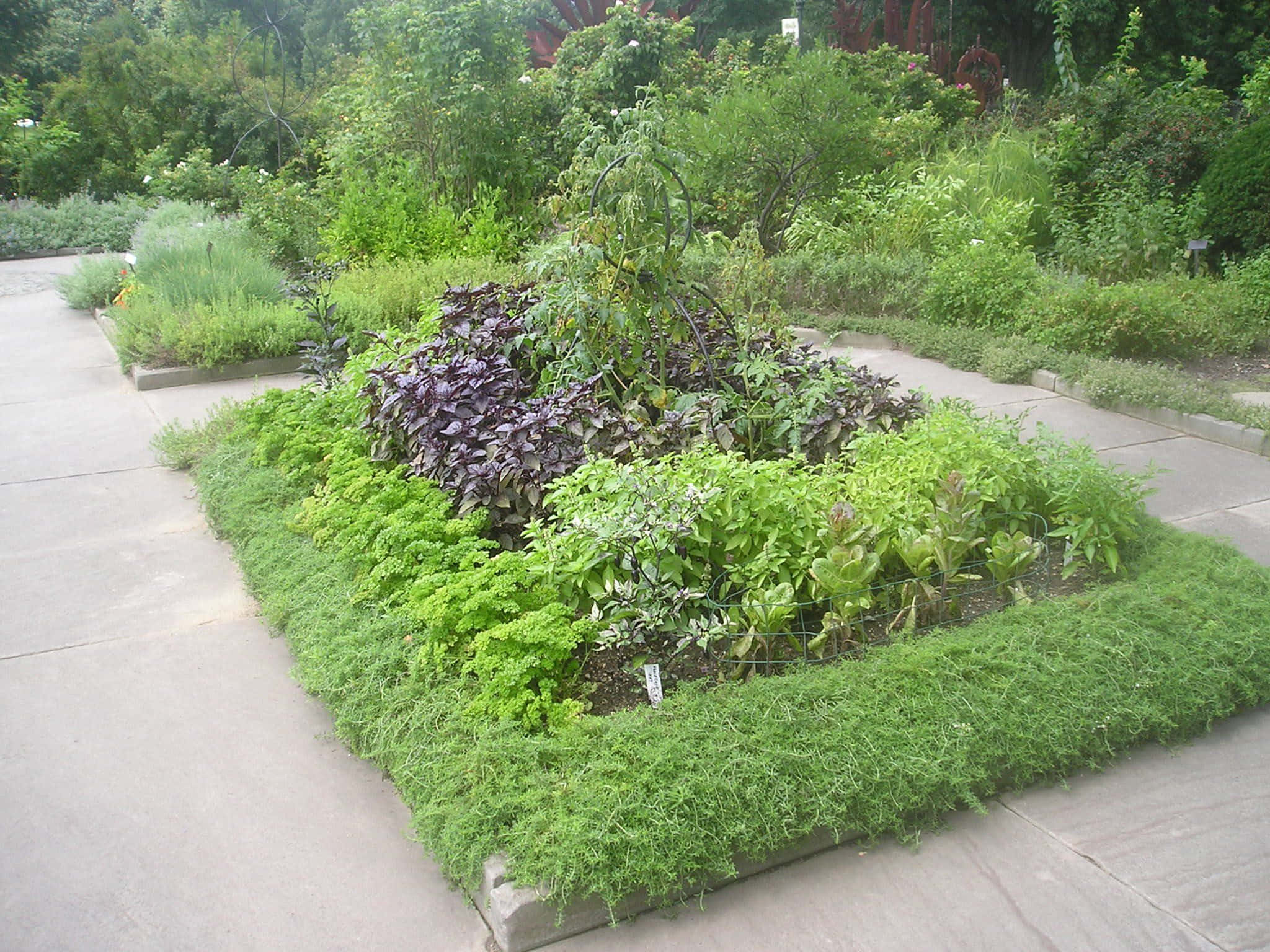 Herb Garden, rectangular garden bed, lush green and purple foliage, Full HD Desktop Wallpaper