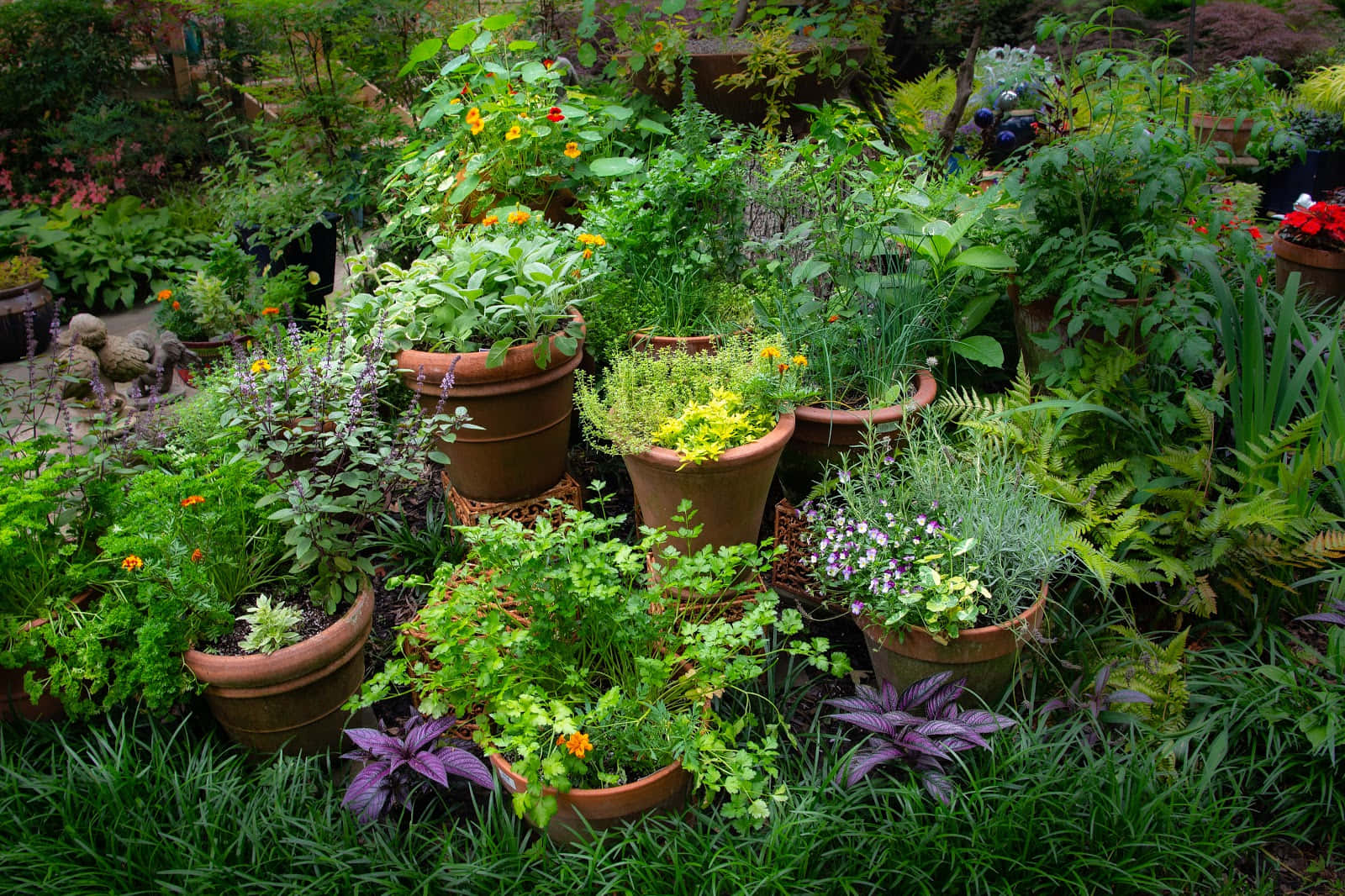 Herb Garden, terracotta pots, vibrant green herbs, HD Desktop Wallpaper
