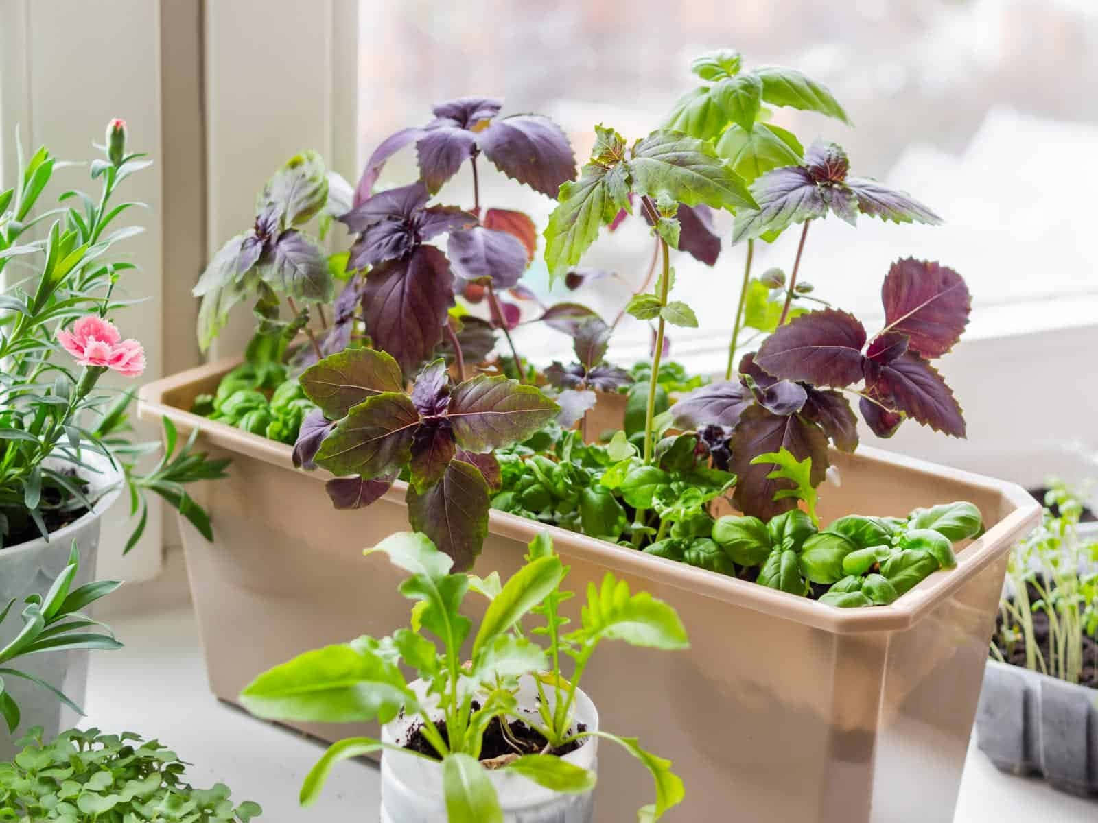vibrant purple, green herbs, windowsill planter, HD Desktop Wallpaper