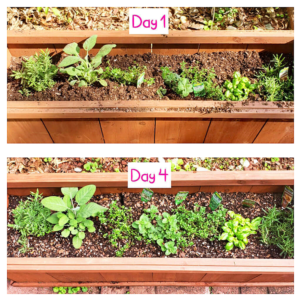 Herb Garden, wooden raised garden beds, herb plants, SD Desktop Wallpaper