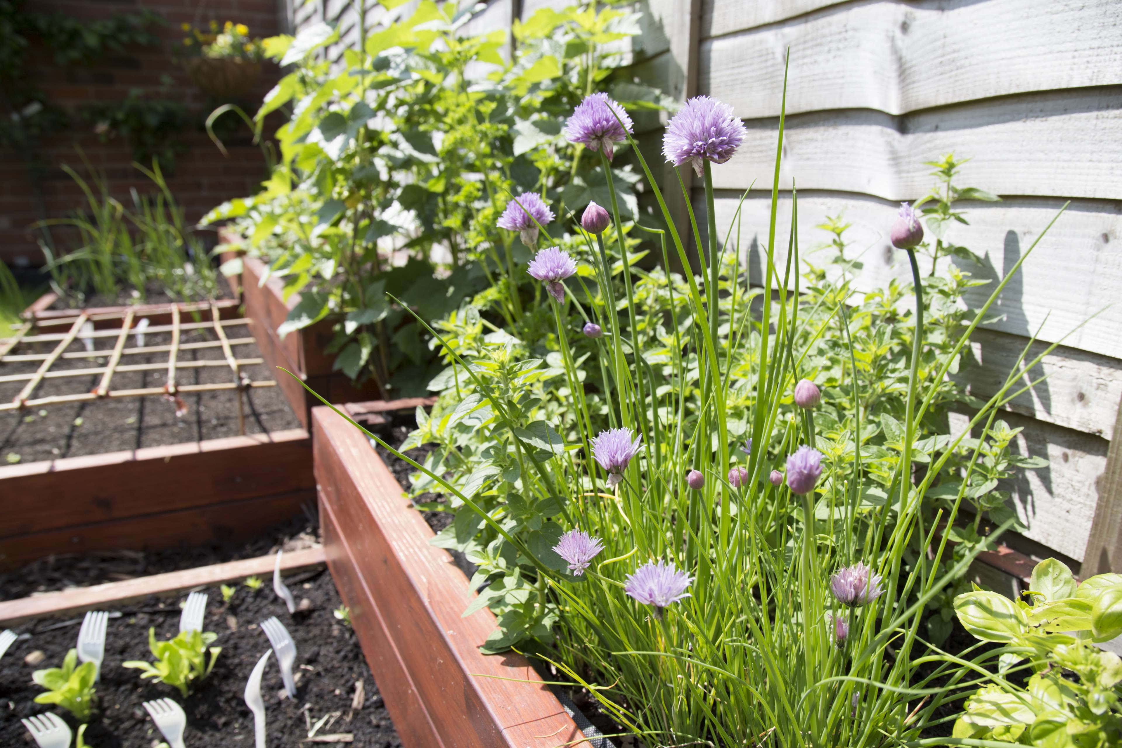 Herb Garden, purple chive blossoms, sunlit wooden raised garden bed, 4K Desktop Wallpaper