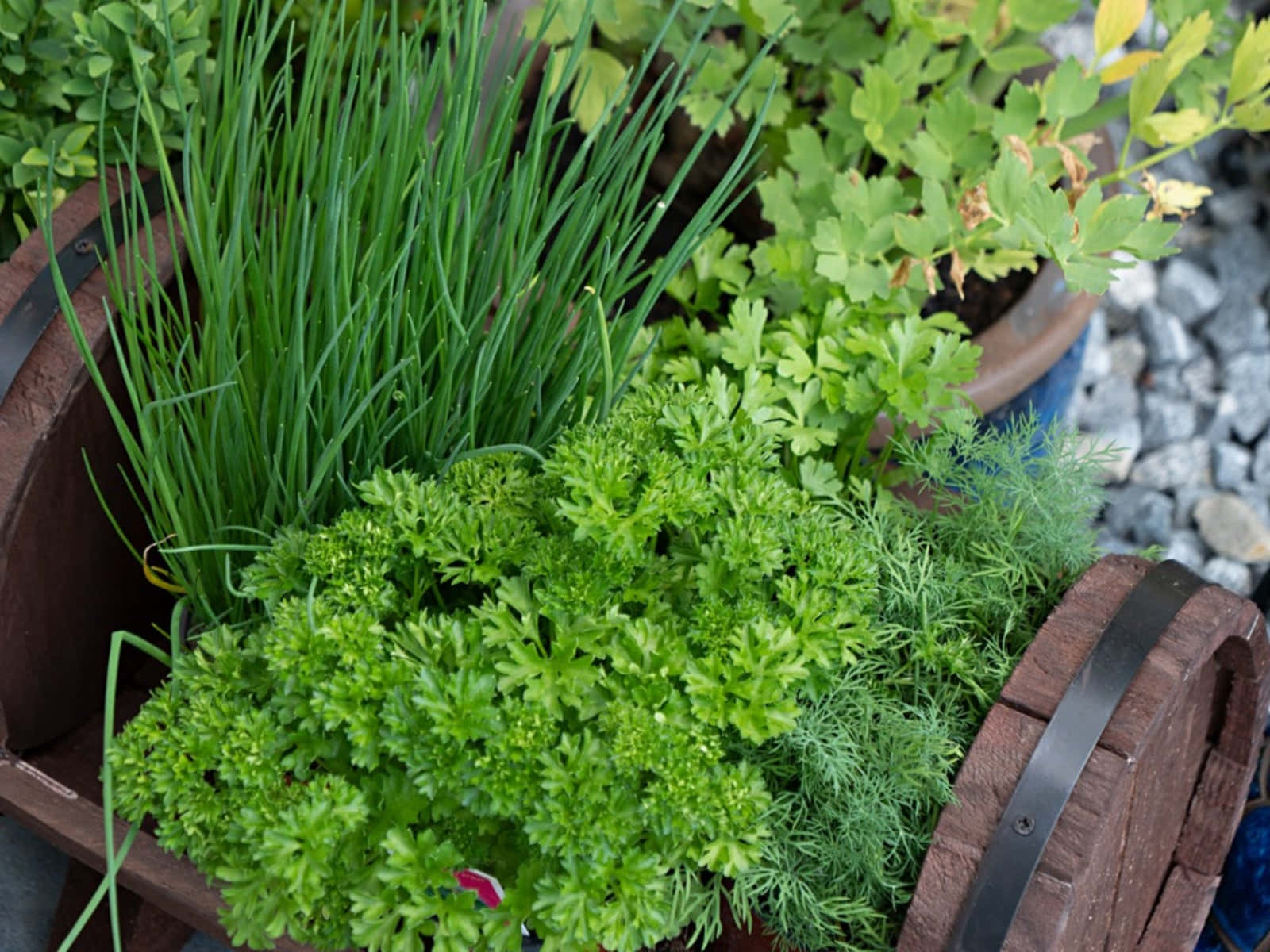 Herb Garden, parsley, chives, HD Desktop Wallpaper