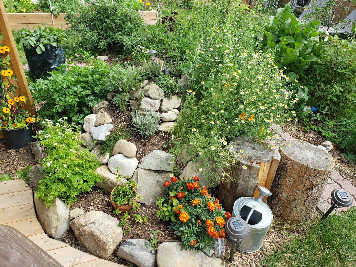 Herb Garden, orange marigolds, white daisies, HD Desktop Wallpaper