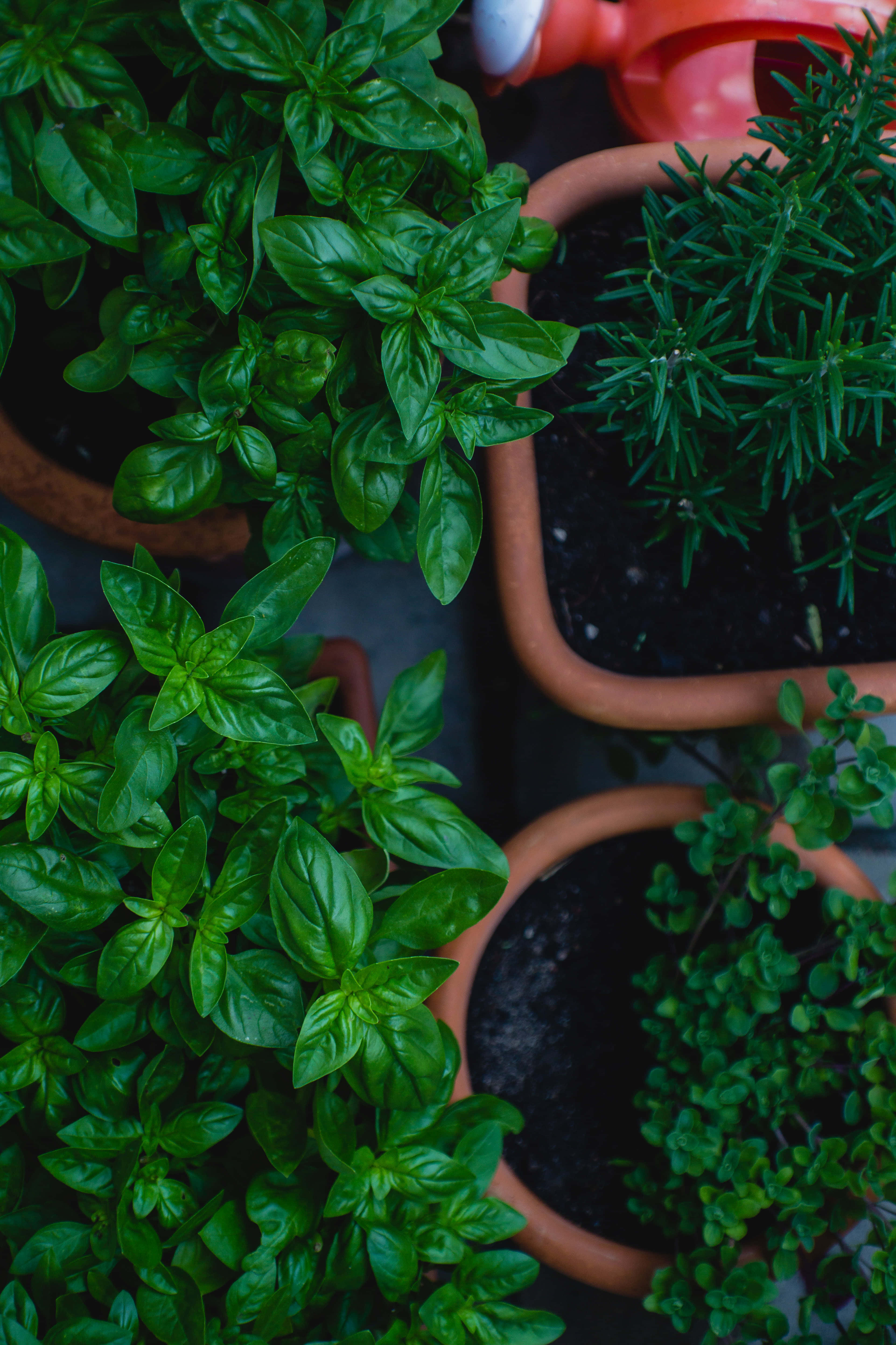 Herb Garden, basil, rosemary, 5K Phone Wallpaper