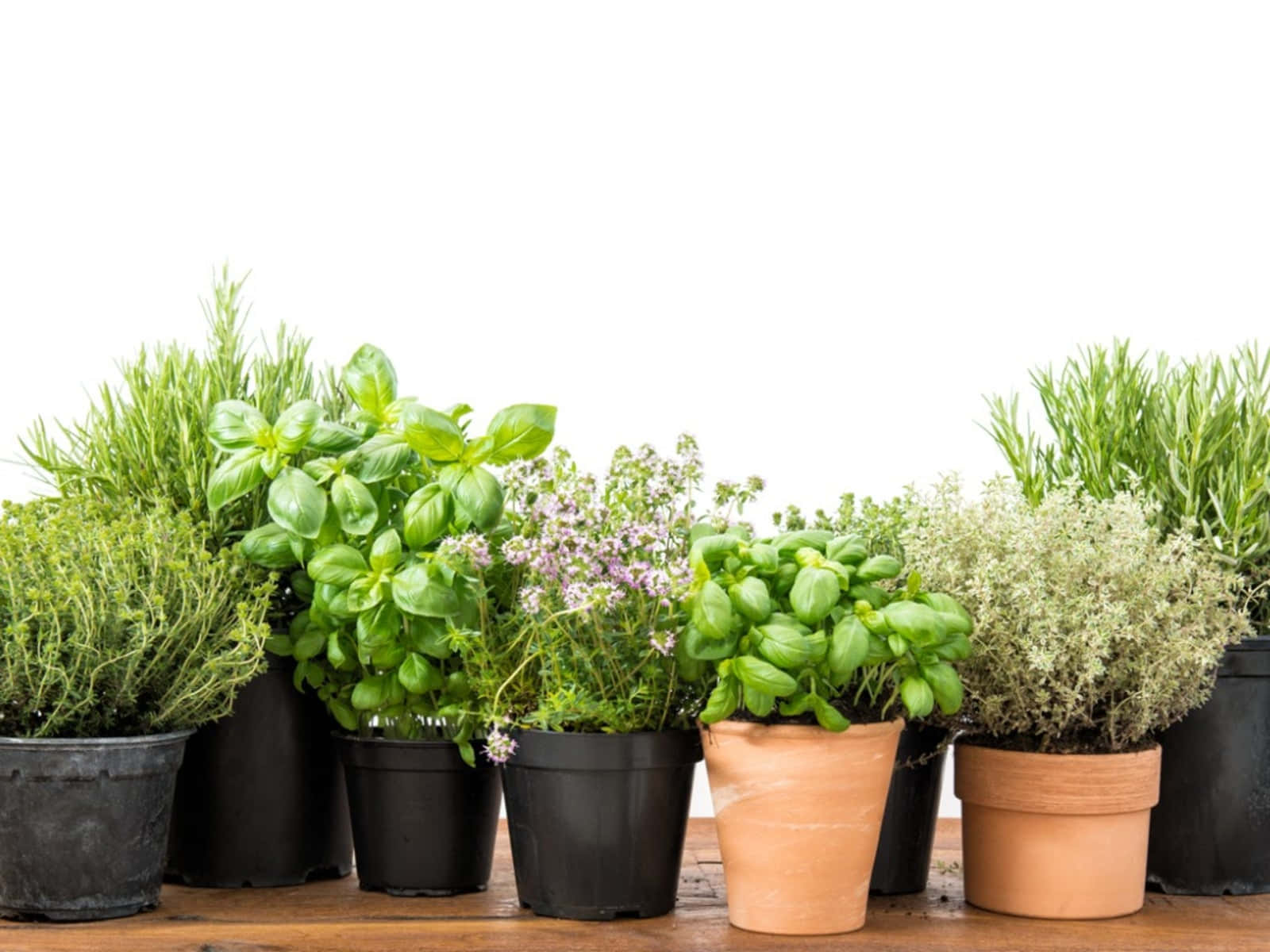 Herb Garden, basil, thyme, HD Desktop Wallpaper