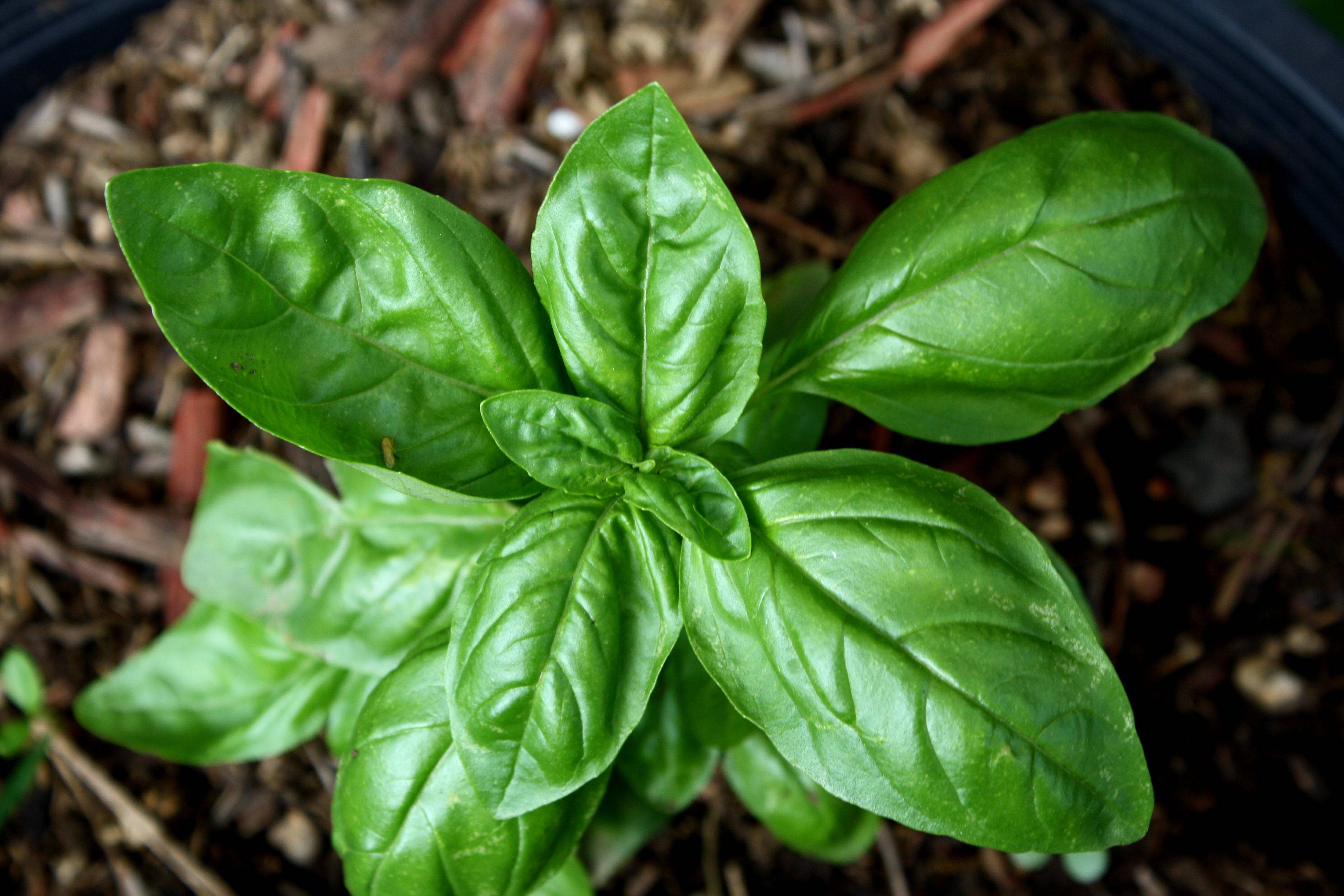 indoor basil garden, herb plant, glossy leaves, 4K Desktop Wallpaper