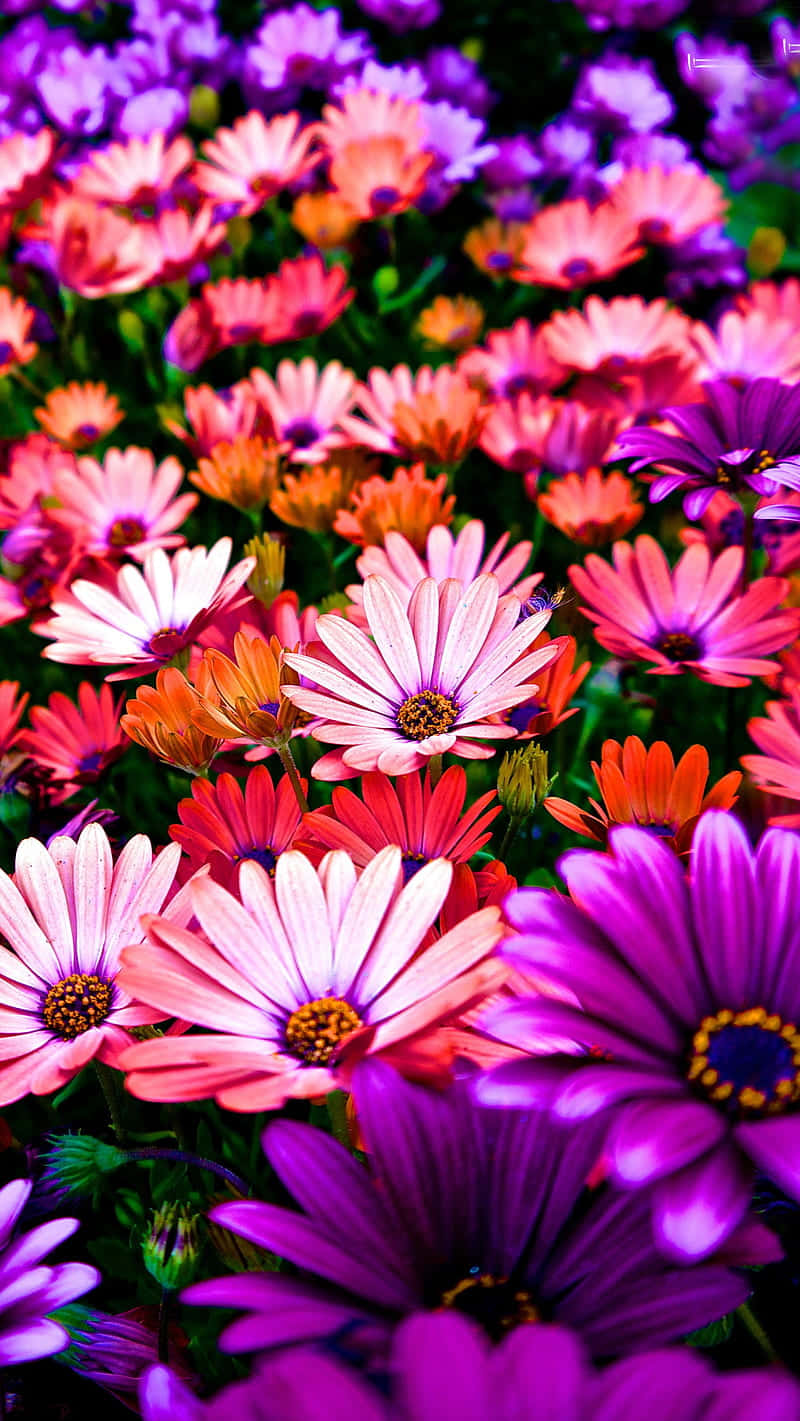 purple orange flowers, pink purple and orange daisies, lush green foliage, HD Phone Wallpaper