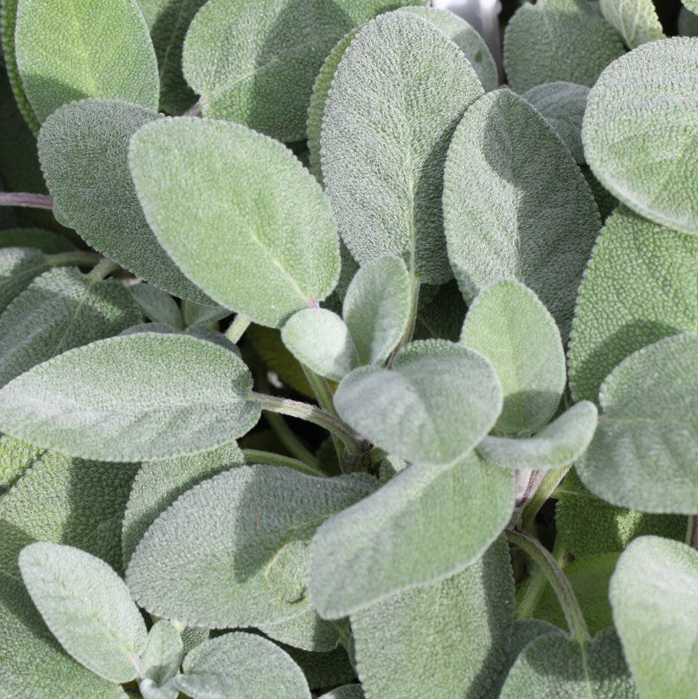 garden sage plant, silvery, textured surfaces, SD Phone Wallpaper