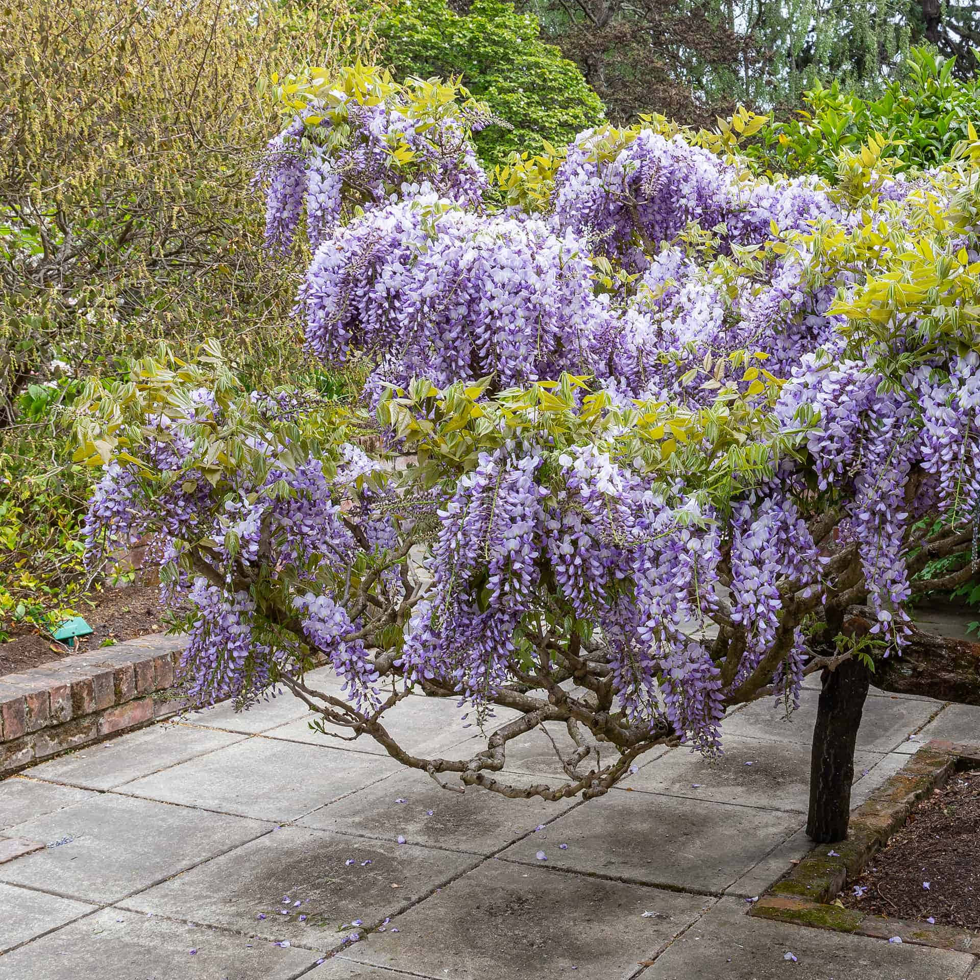 wisteria, purple flowers, green leaves, Full HD Desktop Wallpaper