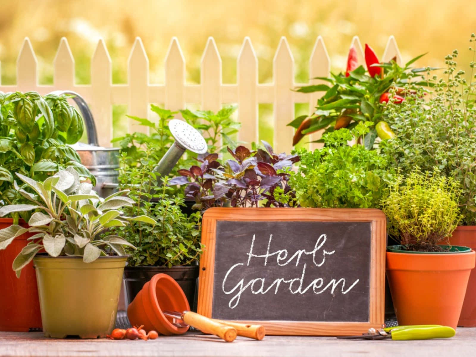 Herb Garden, basil, thyme, HD Desktop Wallpaper