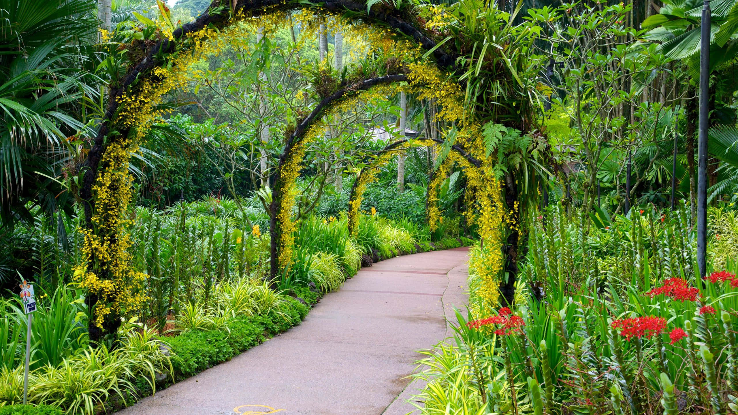 Botanical Garden, winding path, vibrant yellow flowering arches, 2K Desktop Wallpaper