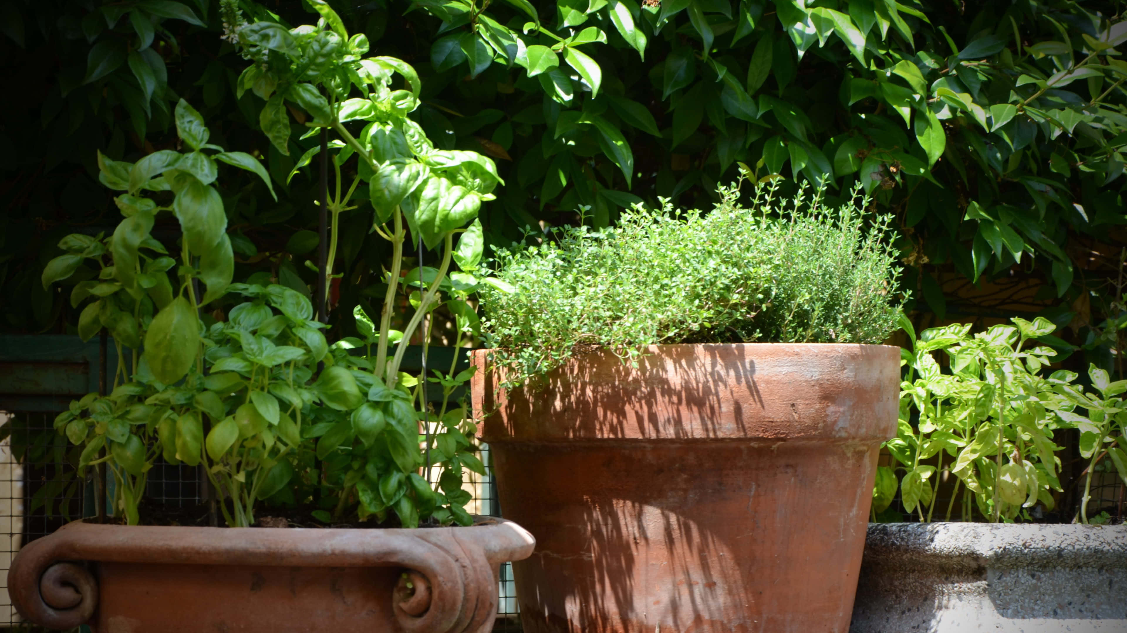 herb garden, terracotta pots, basil, 4K Desktop Wallpaper