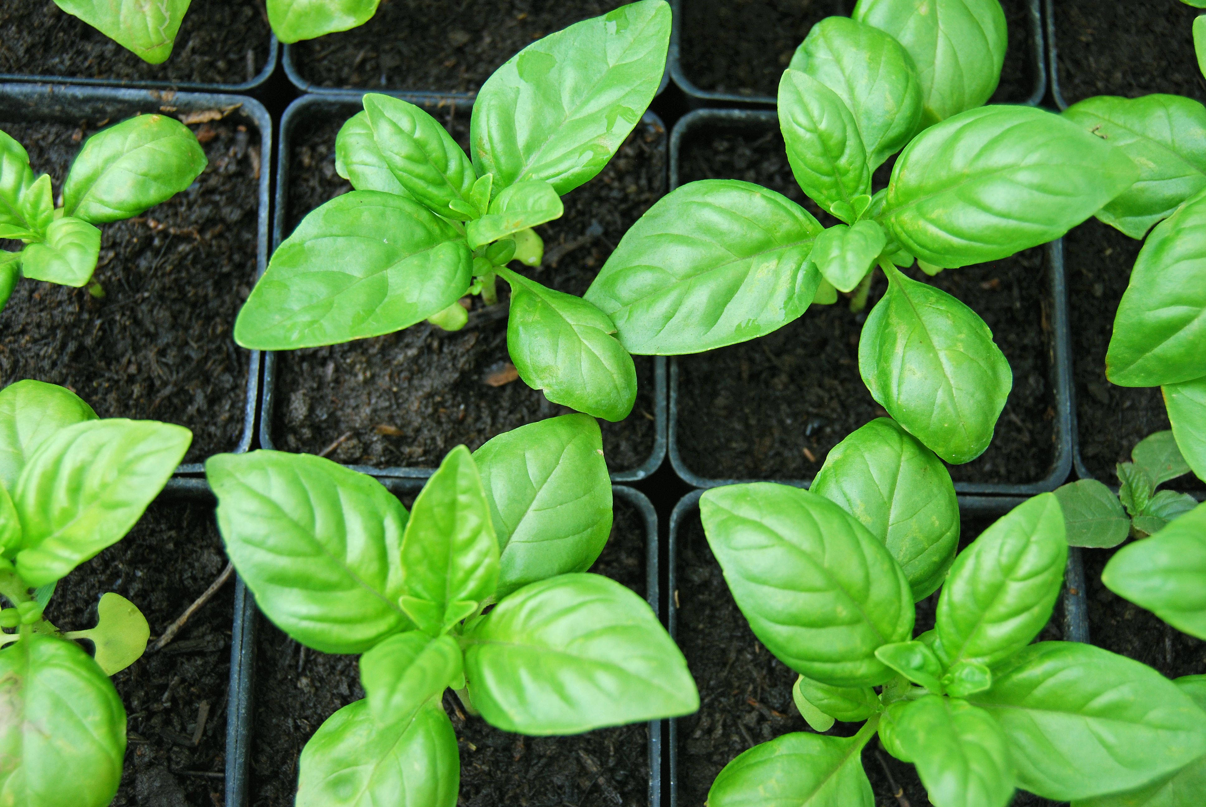basil, nursery trays, black, 4K Desktop Wallpaper