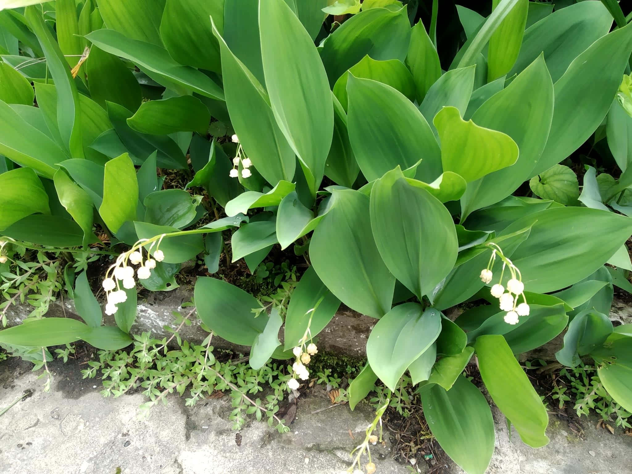 Lily of the Valley, garden, white bells, Full HD Desktop Wallpaper