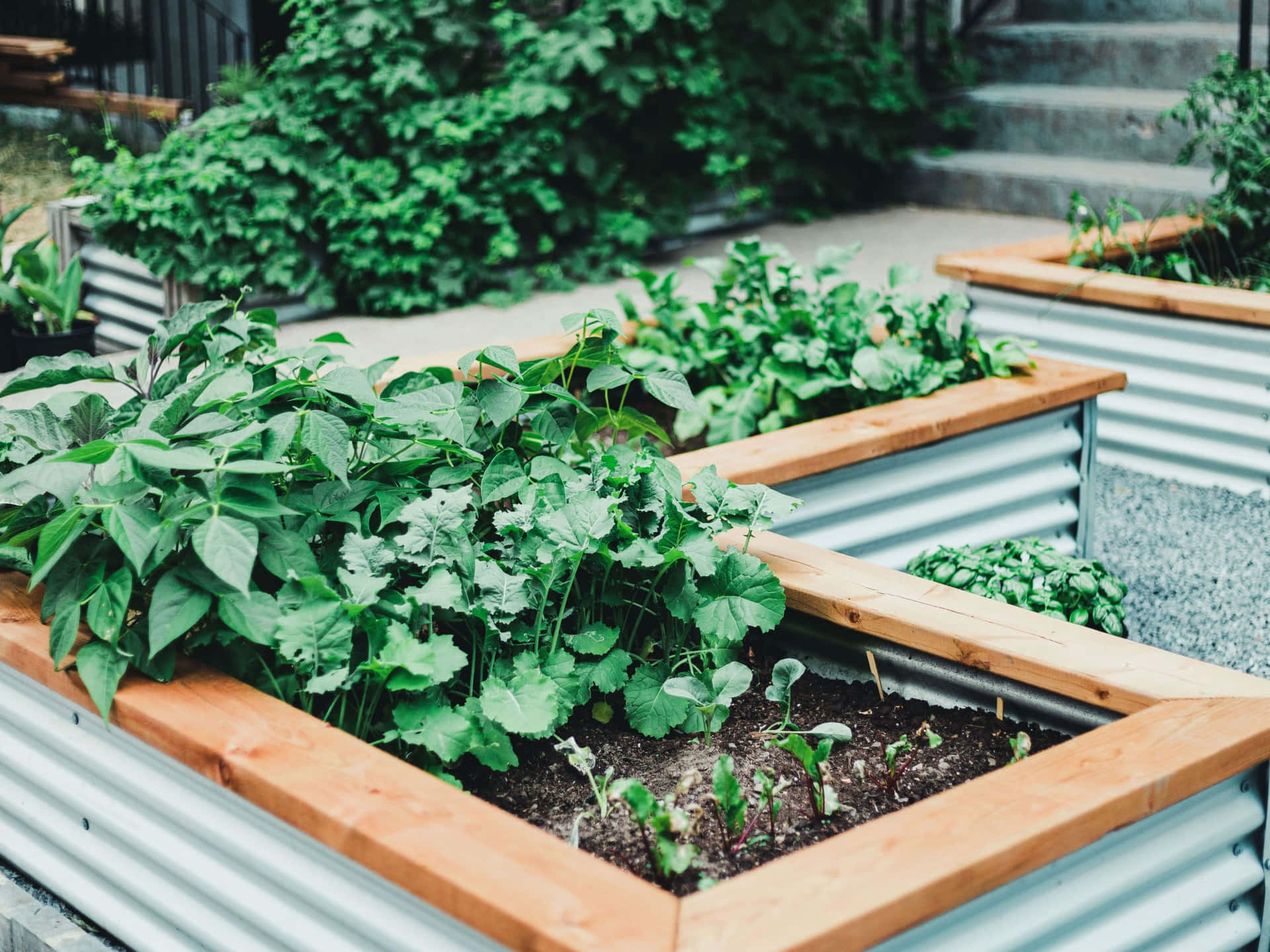 Herb Garden, 1920 x 1440, wooden-raised garden beds, Full HD Desktop Wallpaper