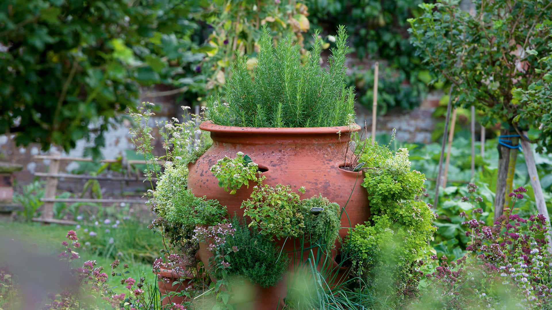 herb garden, terracotta pot, lush green herbs, Full HD Desktop Wallpaper